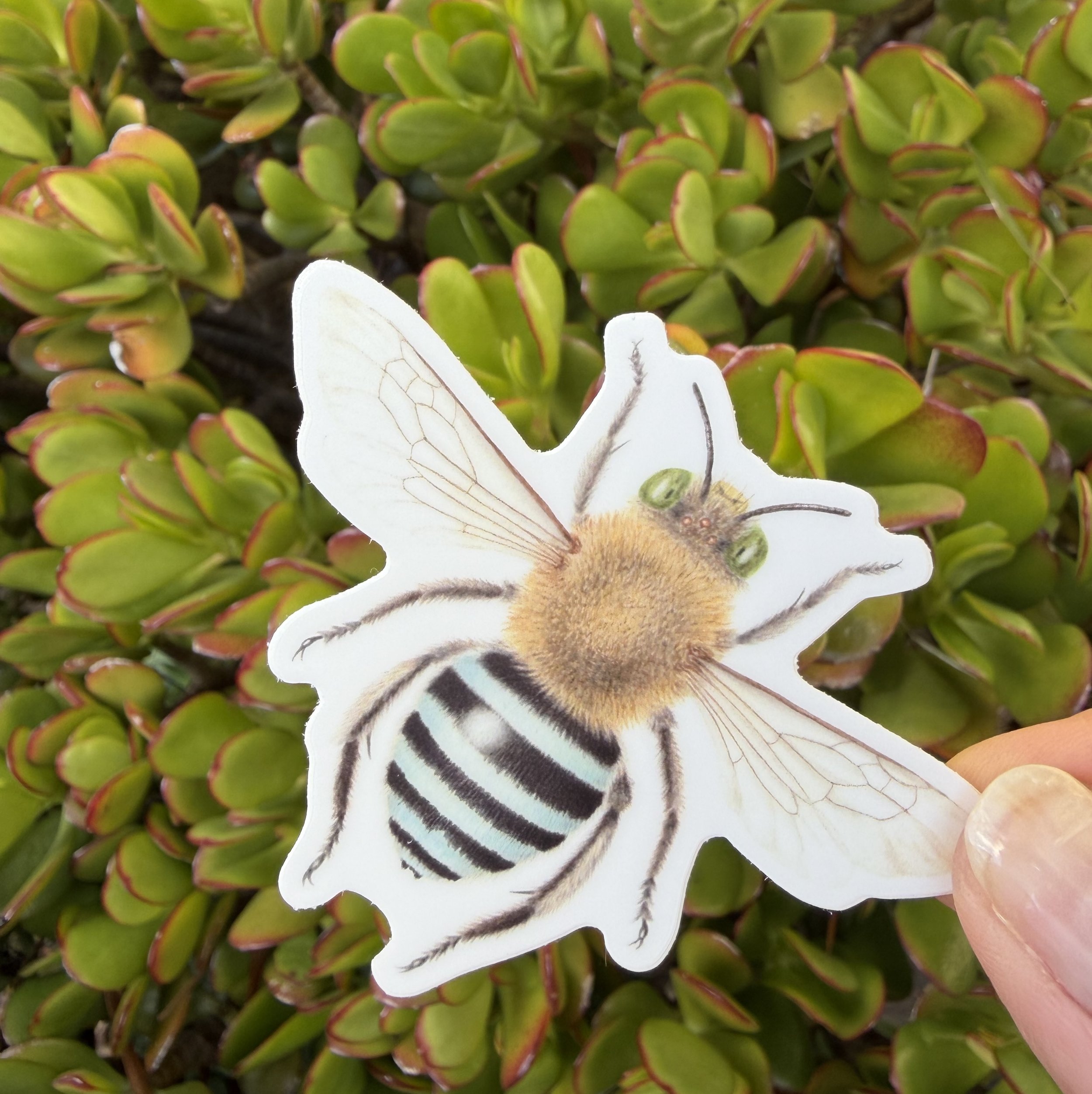 Blue Banded Bee Sticker, Australian native bee sticker