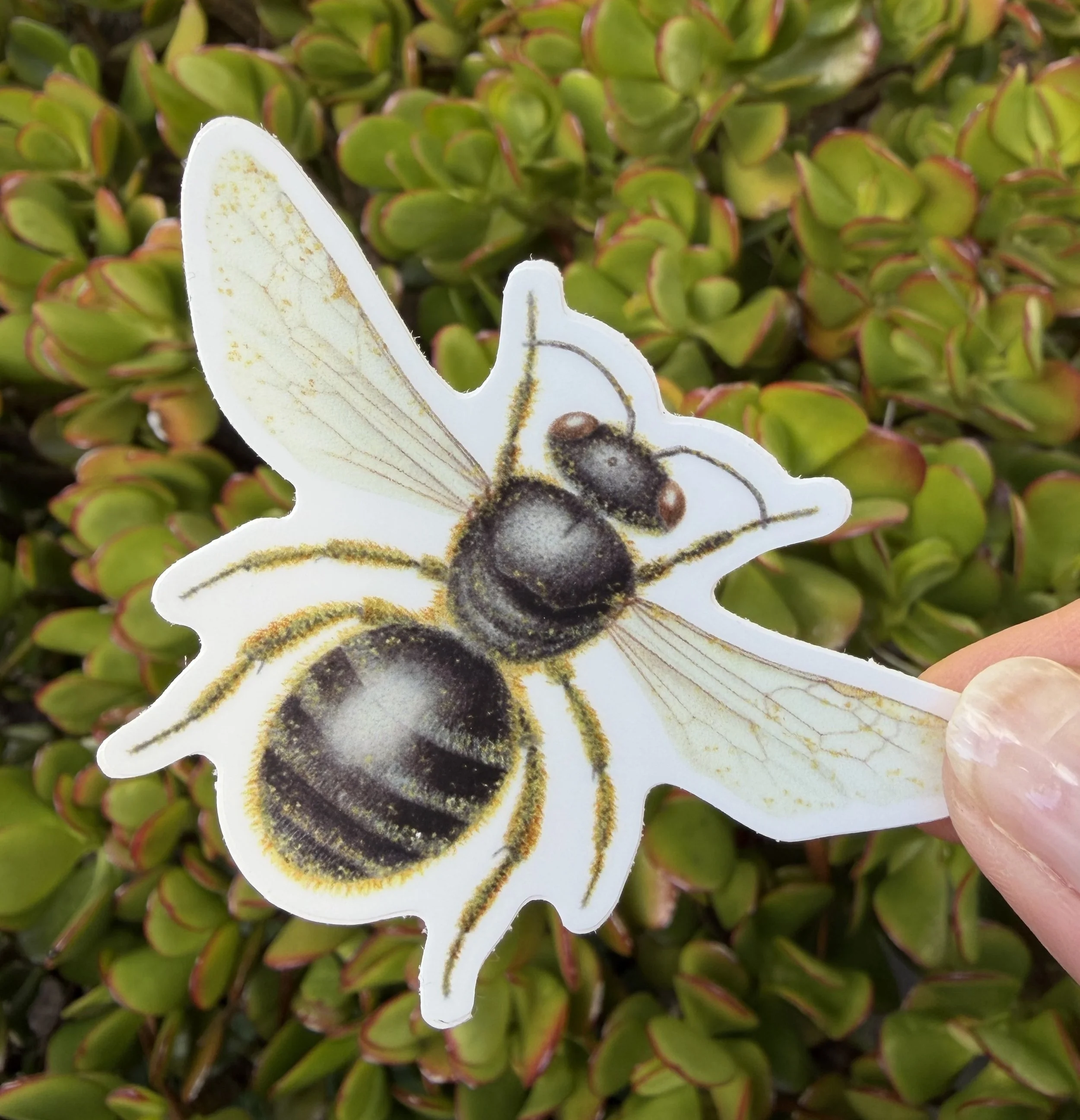 Lasioglossum lanarium sticker, Australian native bee sticker
