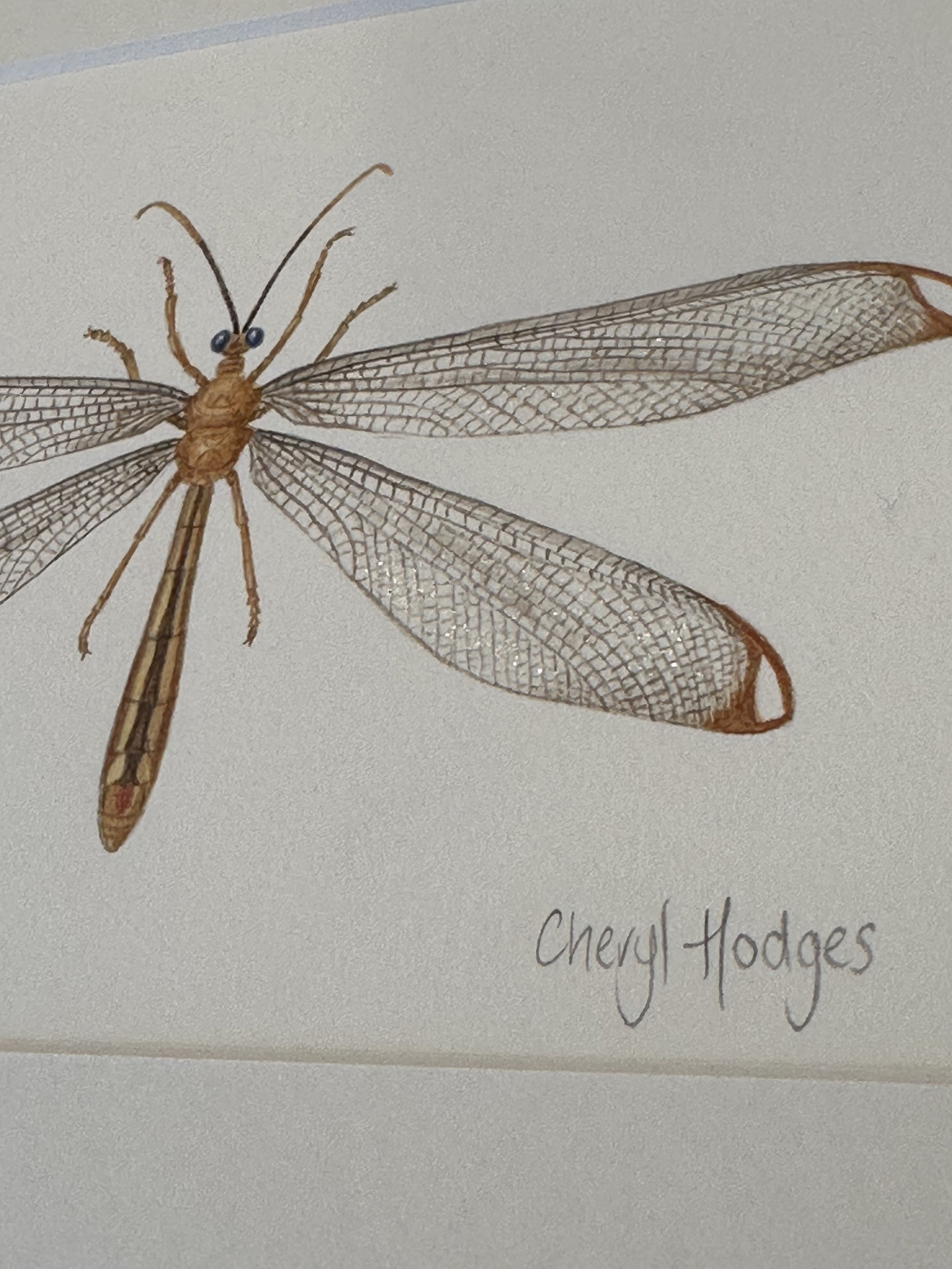 blue eyes lacewing photo 2.jpeg