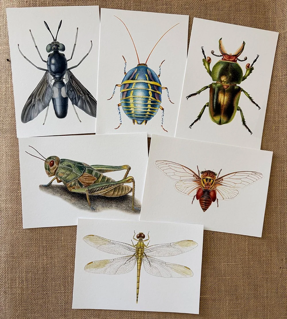 Australian insect prints on archival paper