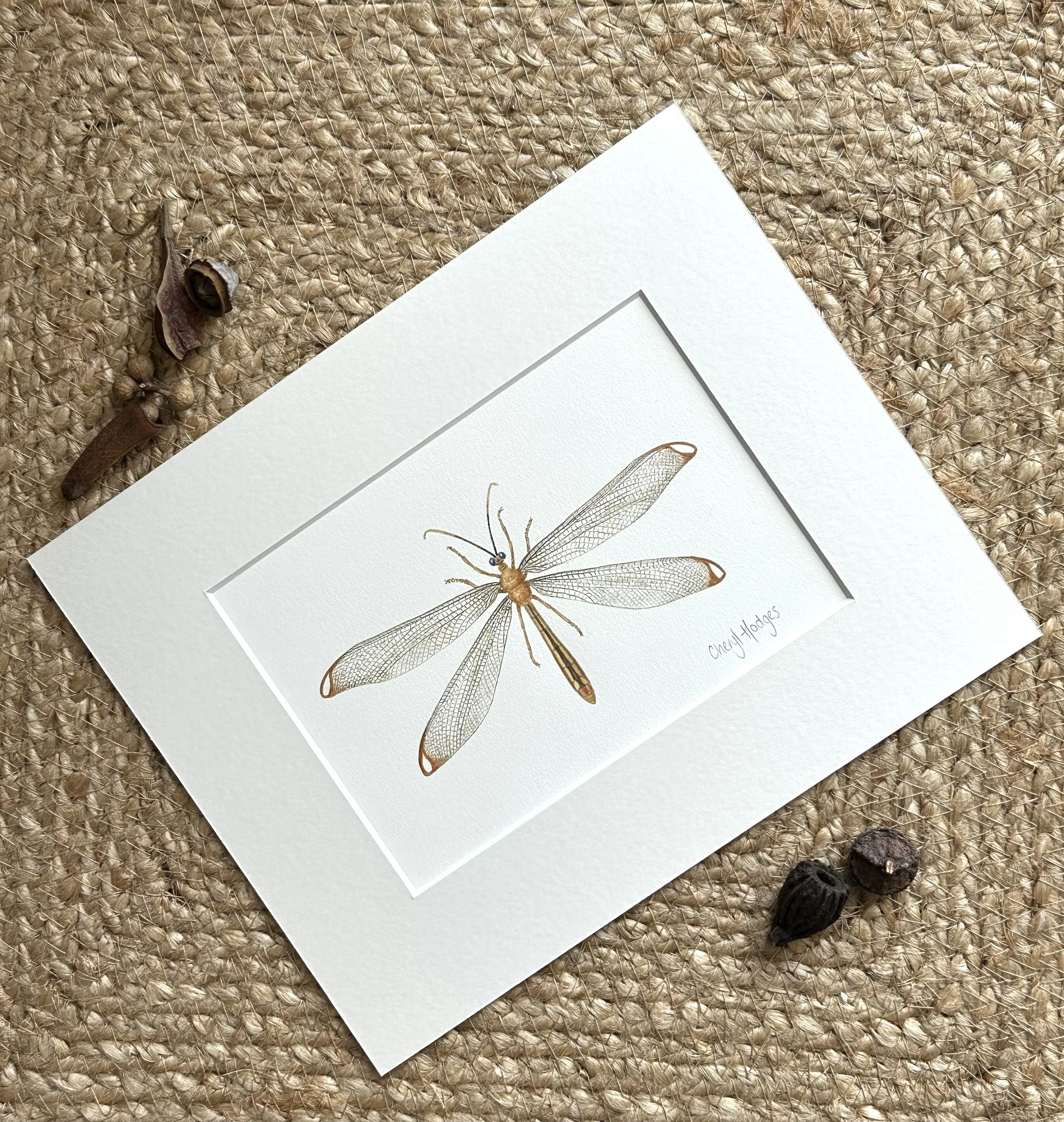 blue eyes lacewing photo 3.jpeg