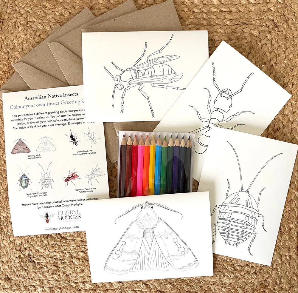 colouring cards insects with pencils.jpg