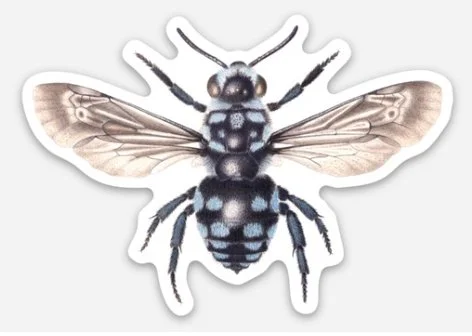 thyreus caeruleopunctatus sticker.jpg