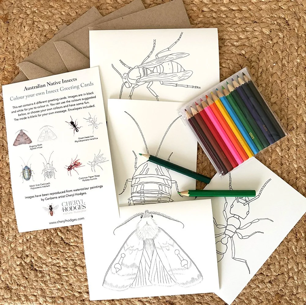 Colour Your Own Cards - Australian Insects