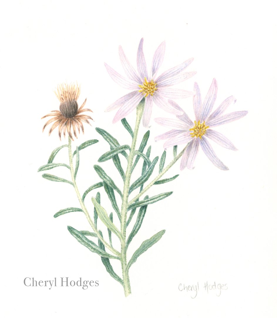 olearia-tenuifolia.jpg