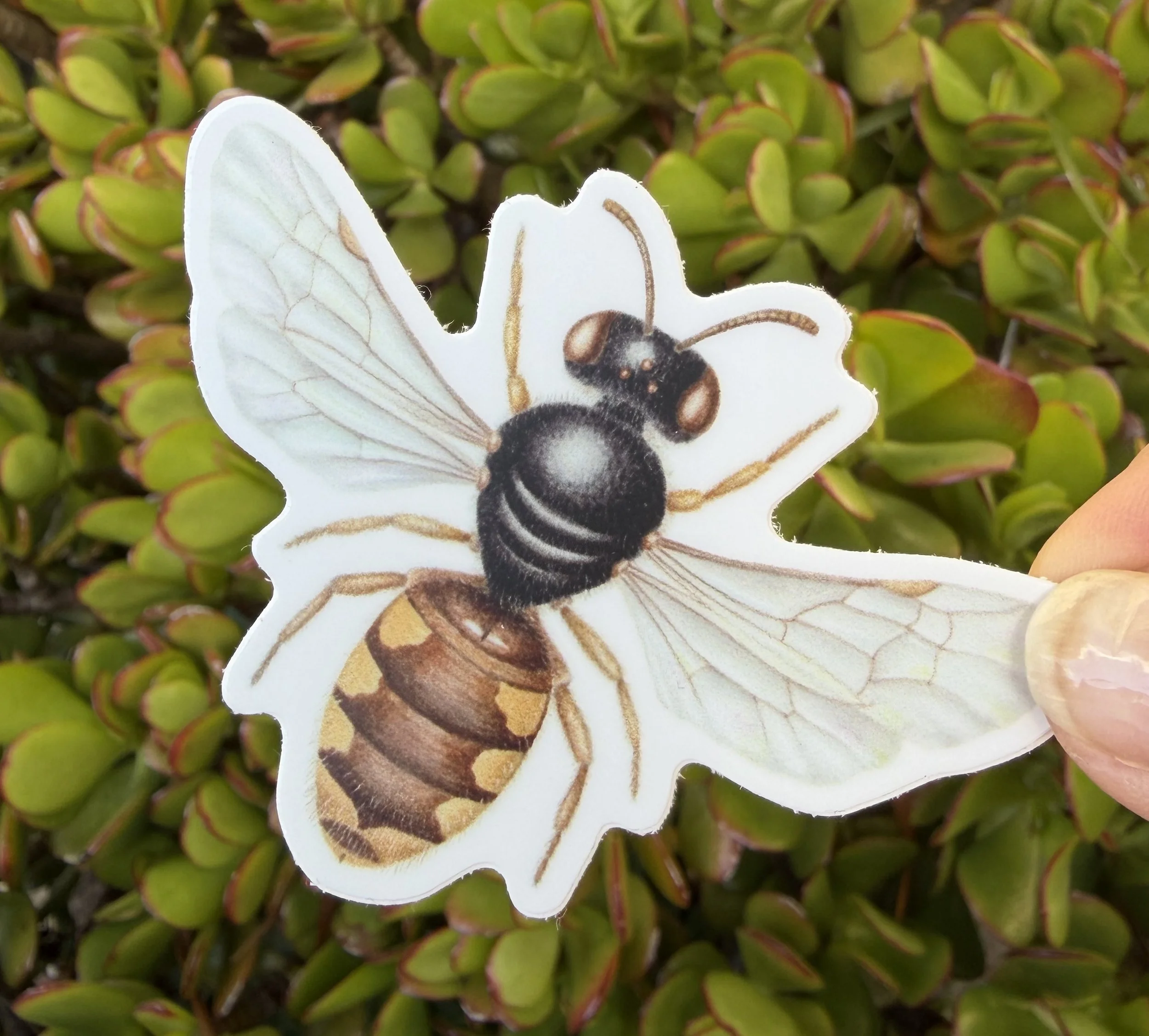 Euhesma nitidifrons sticker, Australian native bee sticker