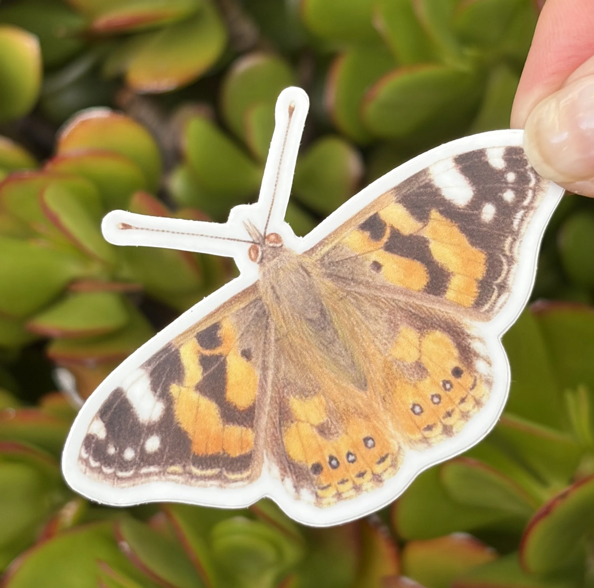 Australian Painted Lady Butterfly sticker, Australian native insect sticker