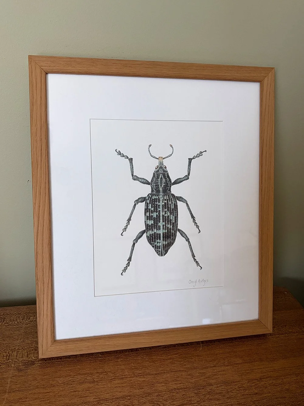 Original watercolour painting - Botany Bay Weevil - Chrysolopus spectabilis