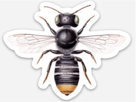 megachile ferox sticker etsy.jpg