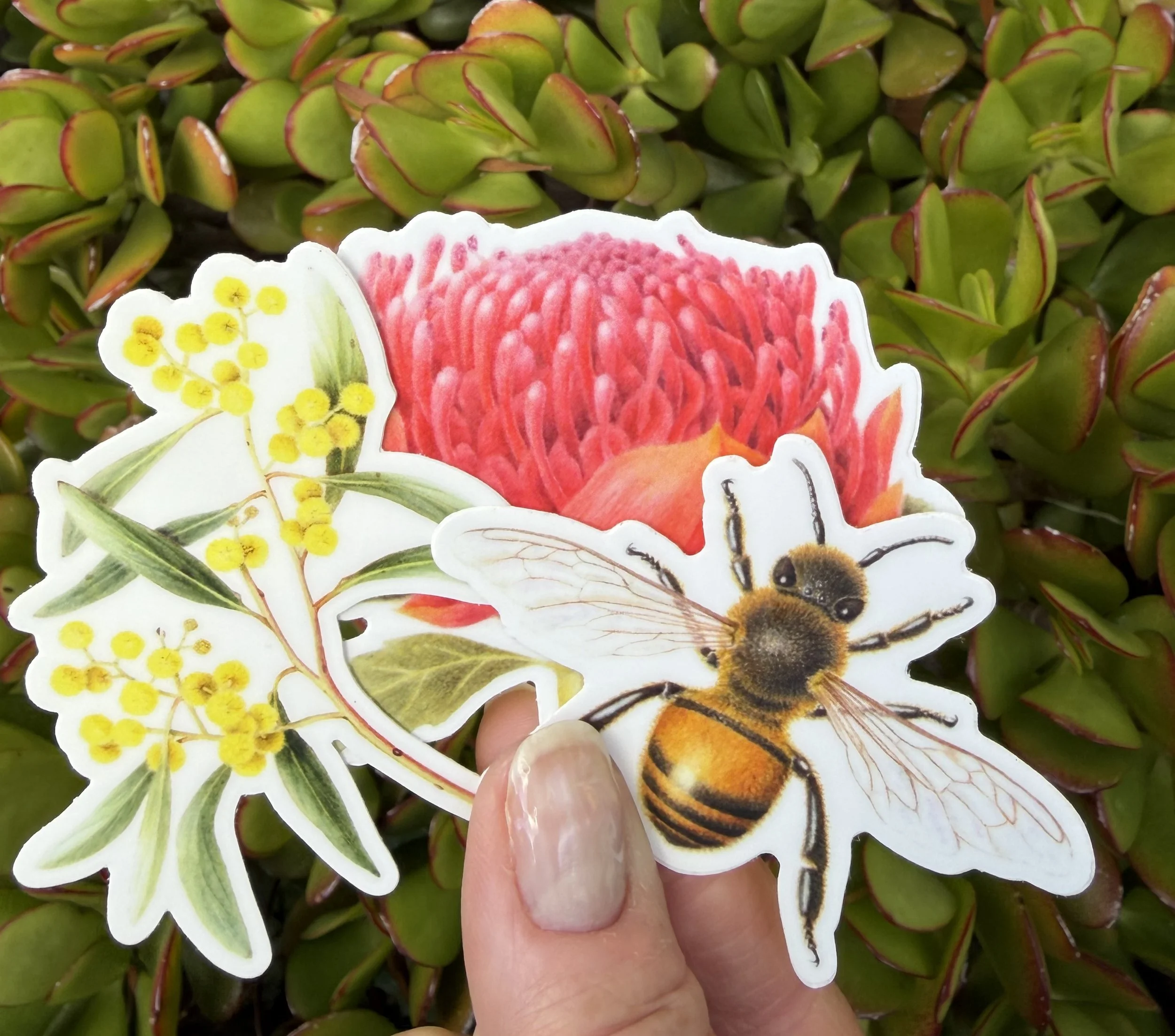 Stickers set of 3, Waratah, Golden Wattle, Honey Bee