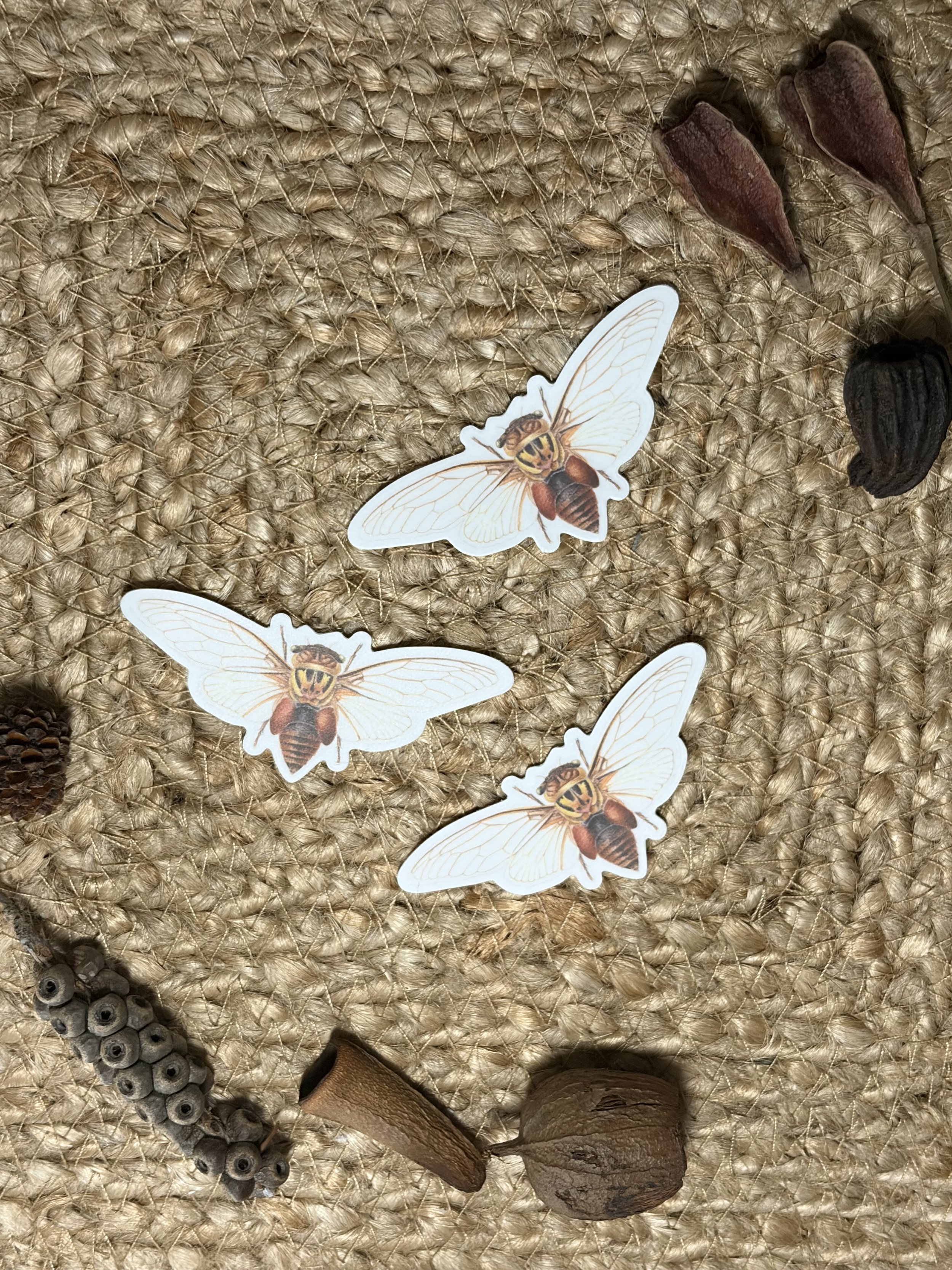 Double Drummer Cicada Stickers set of 3, Australian native cicada stickers