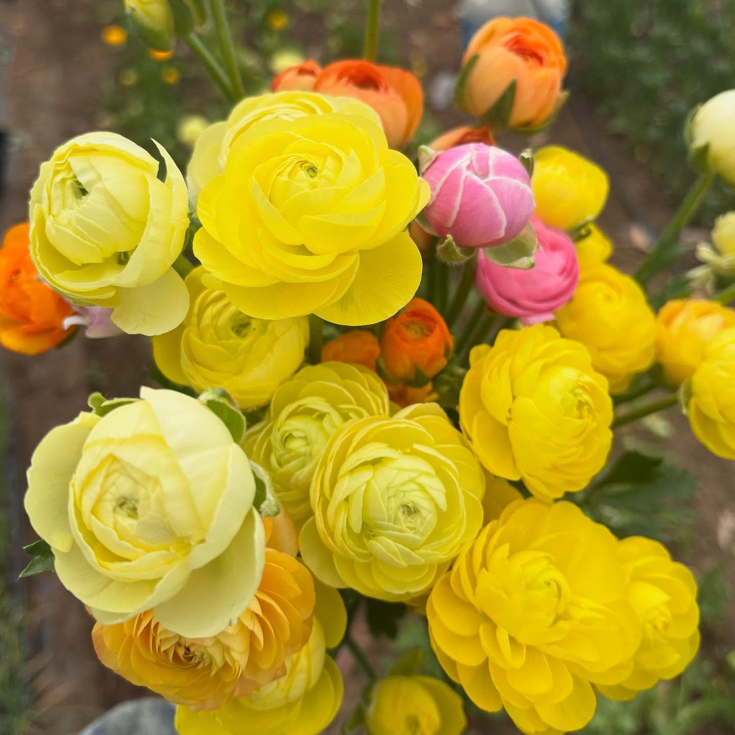 Ranunculus are comin in hot for the weekend 🔥