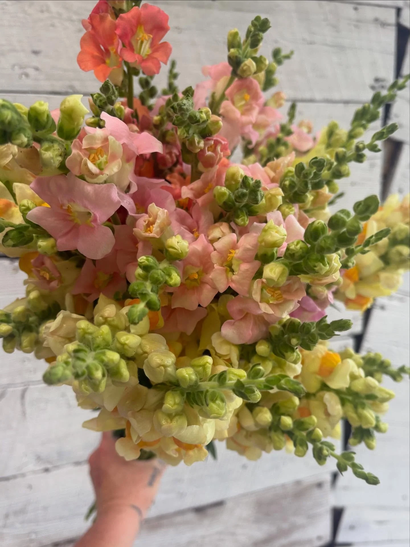 Weee another hot one ya&rsquo;ll 🥵

Been working like mad the last few days to keep everything cool and watered and the fields are starting to crank!

We&rsquo;ll be at @sebagocommunitymarket today from 3-6 with giant heads of buttery lettuce, arugu