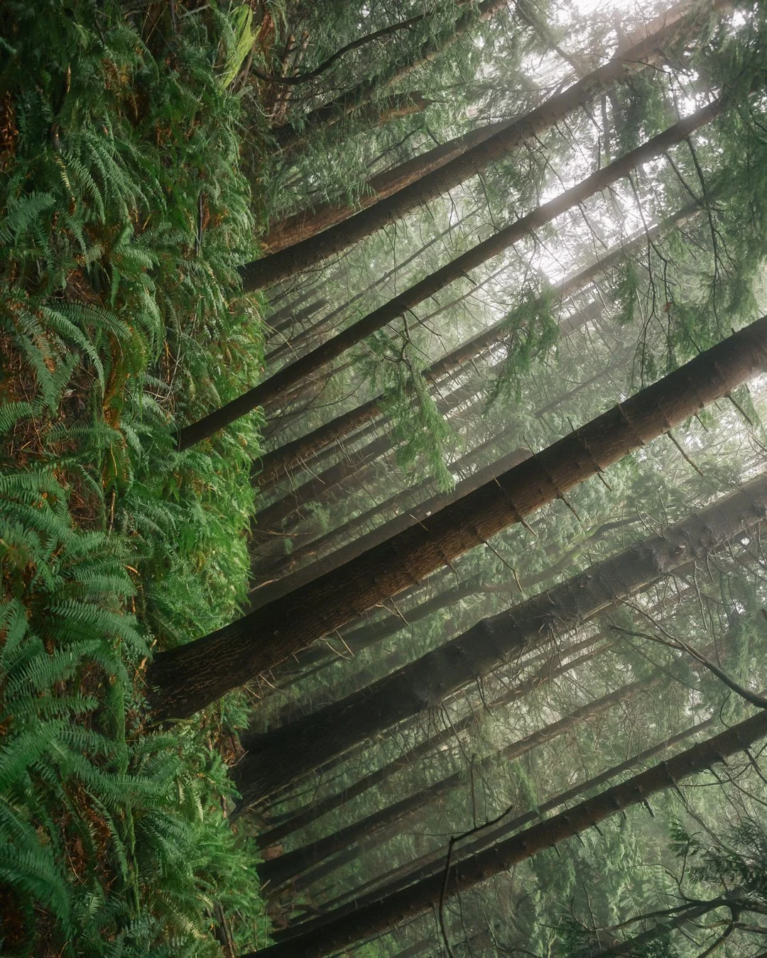Governors Point Trail