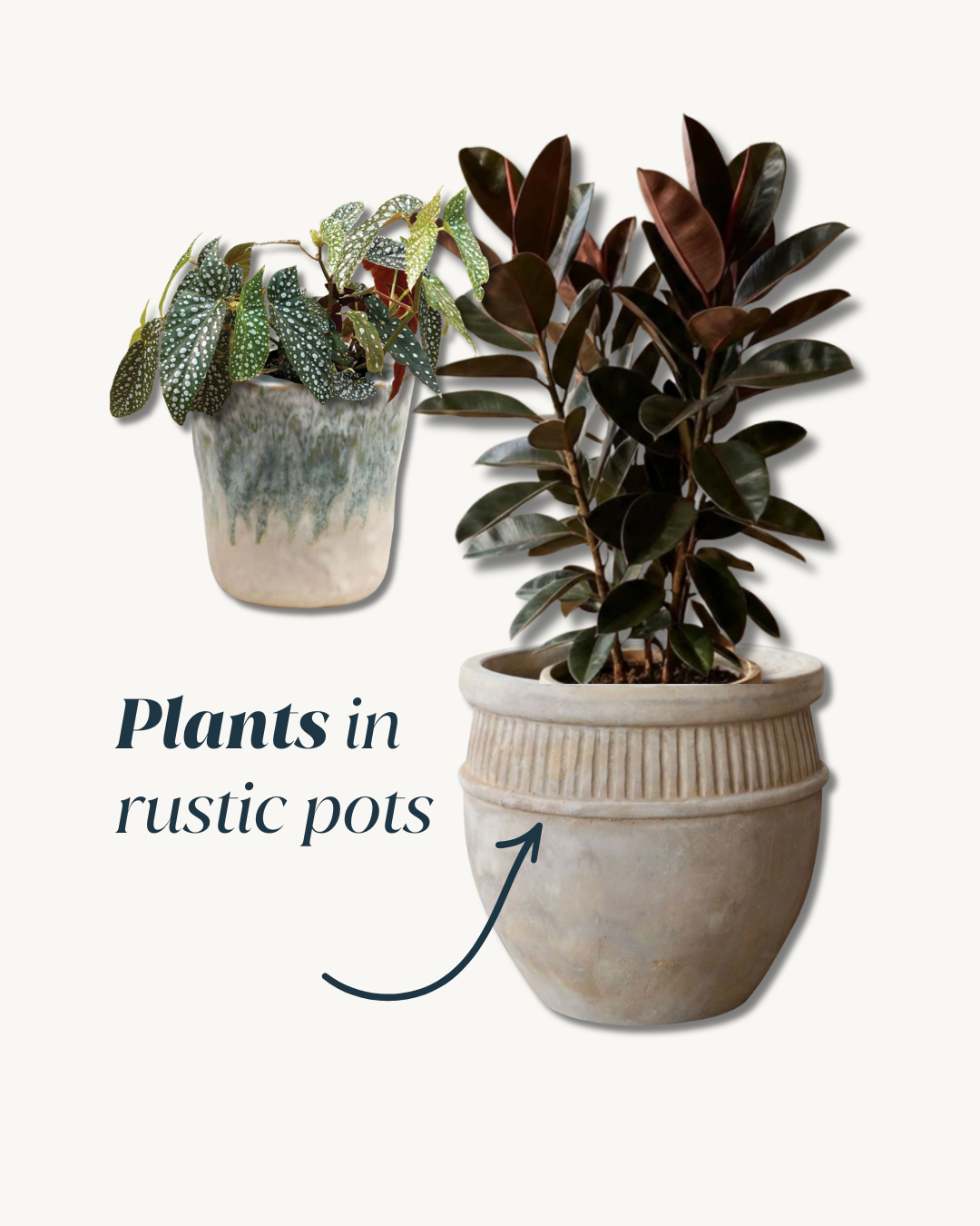 Plants for Tuscan farmhouse