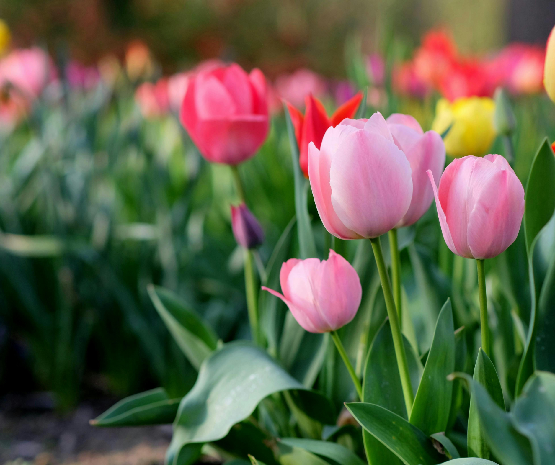 April: Where Everything Begins Again