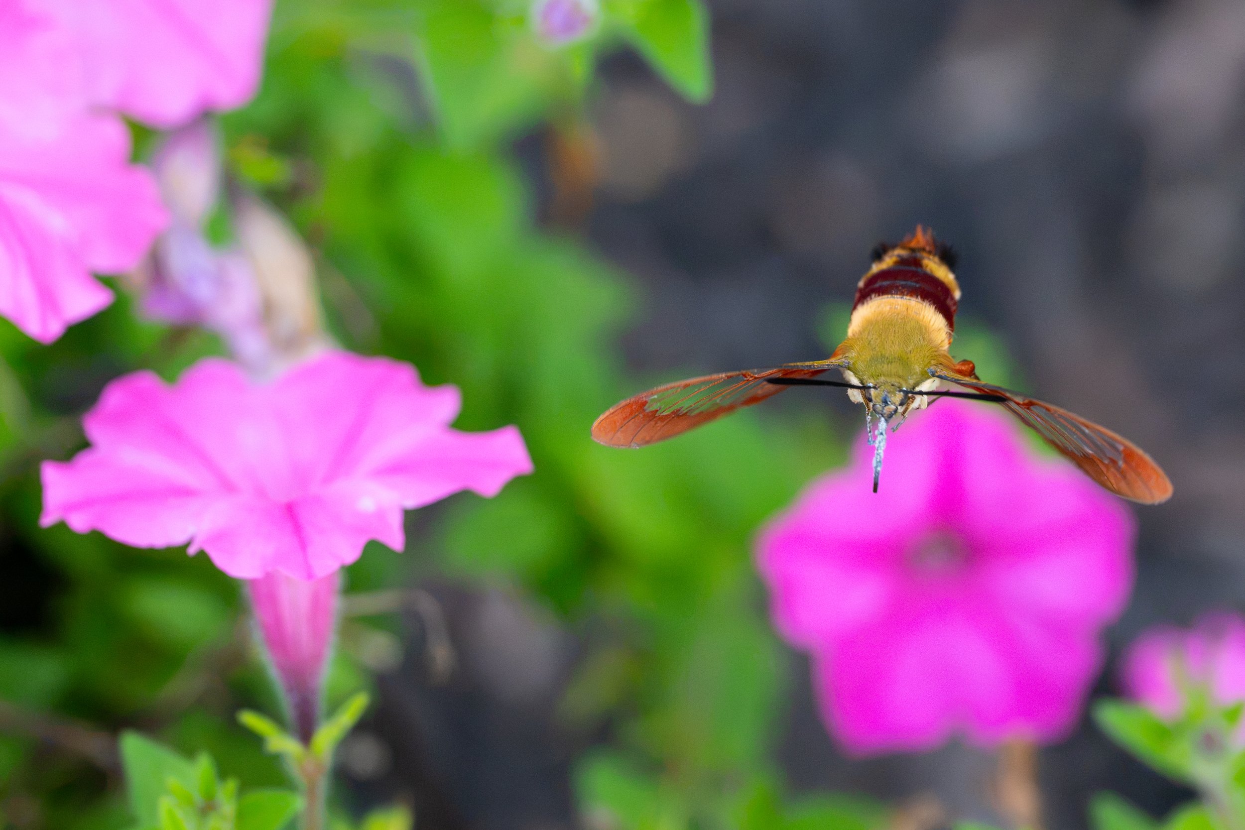 DSC_2549.jpg