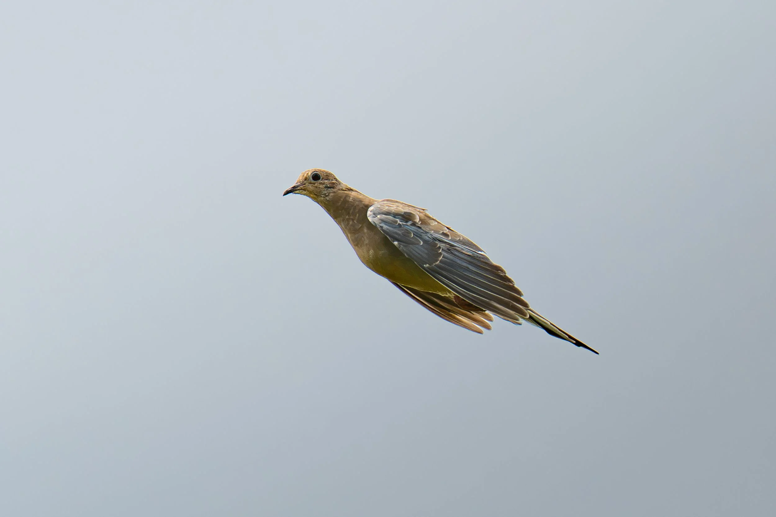 DSC_2736.jpg