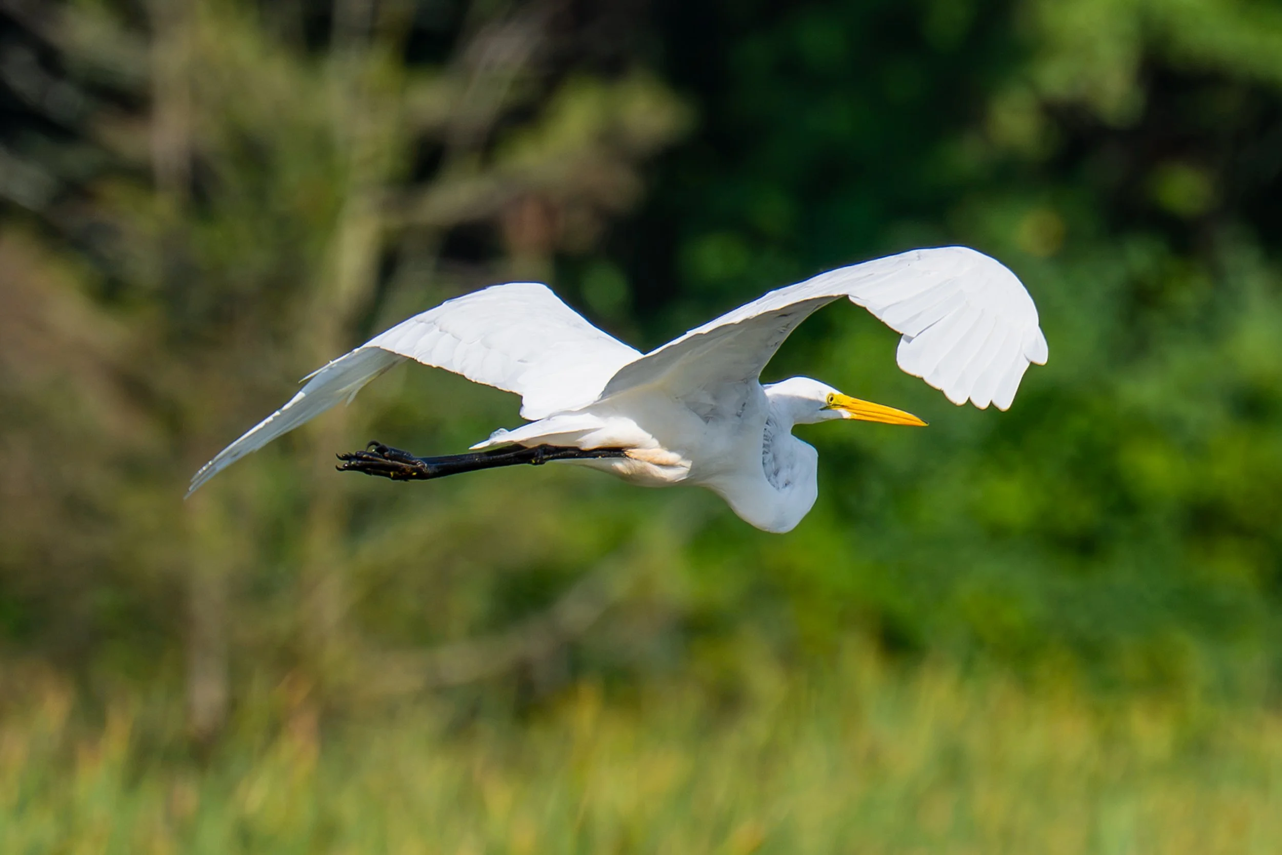 DSC_2581-3.jpg