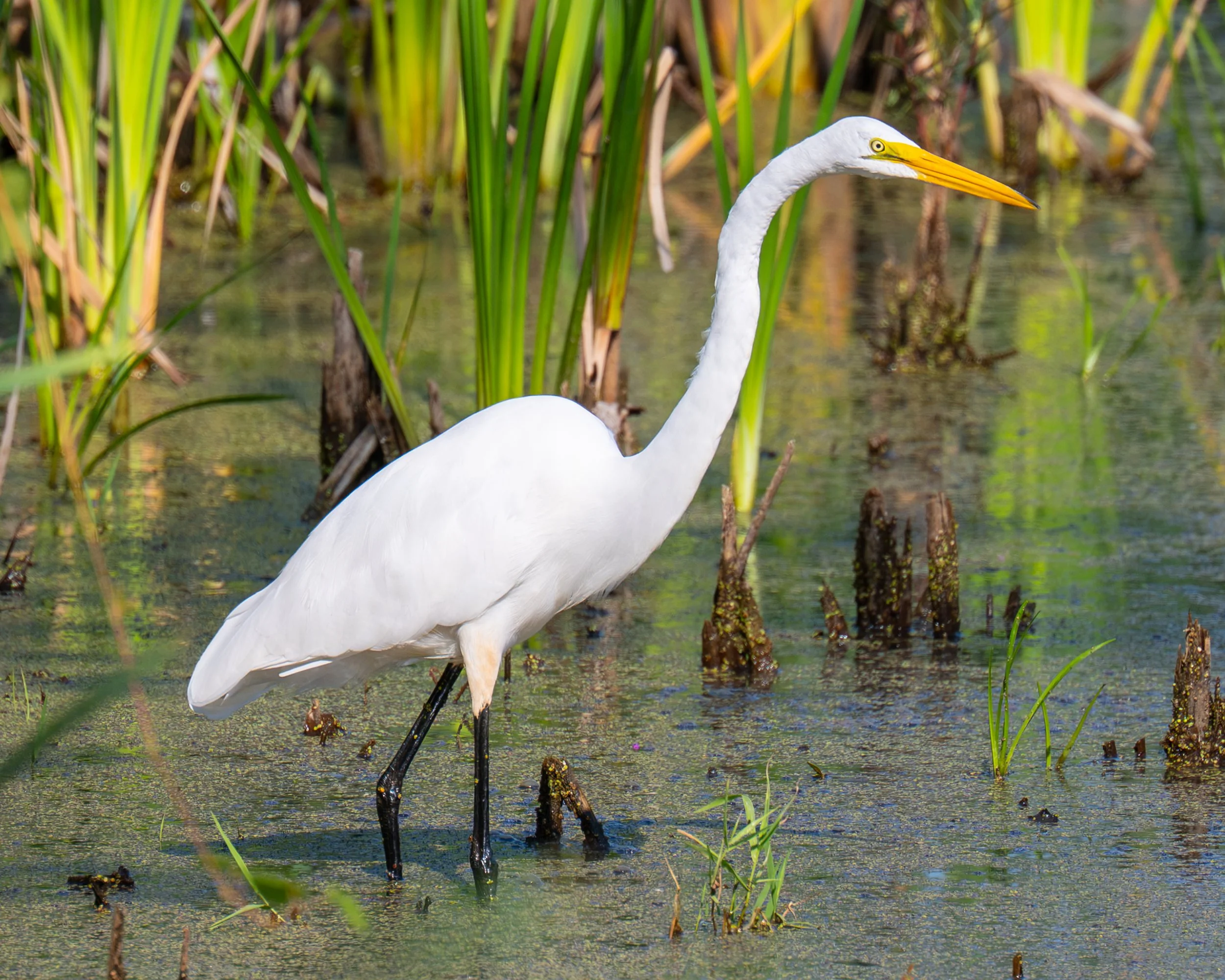 DSC_2567.jpg