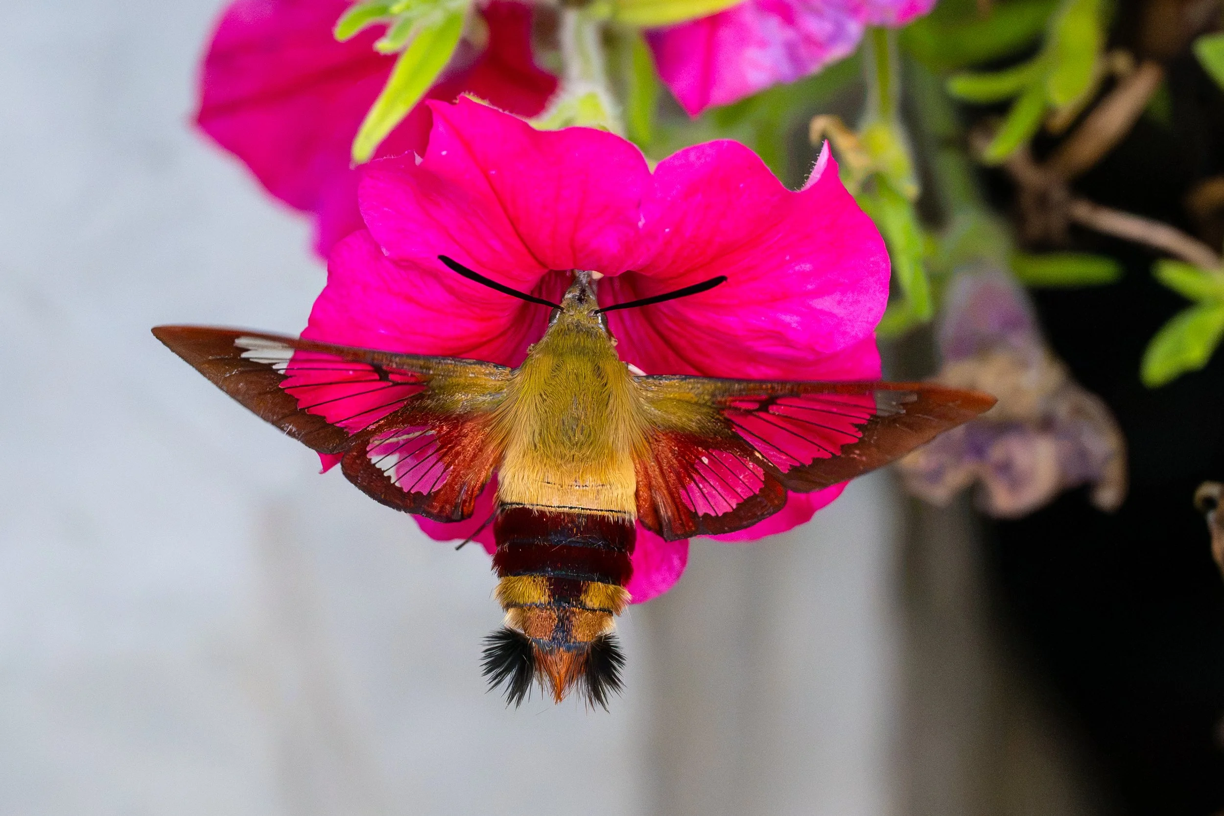 DSC_2556.jpg