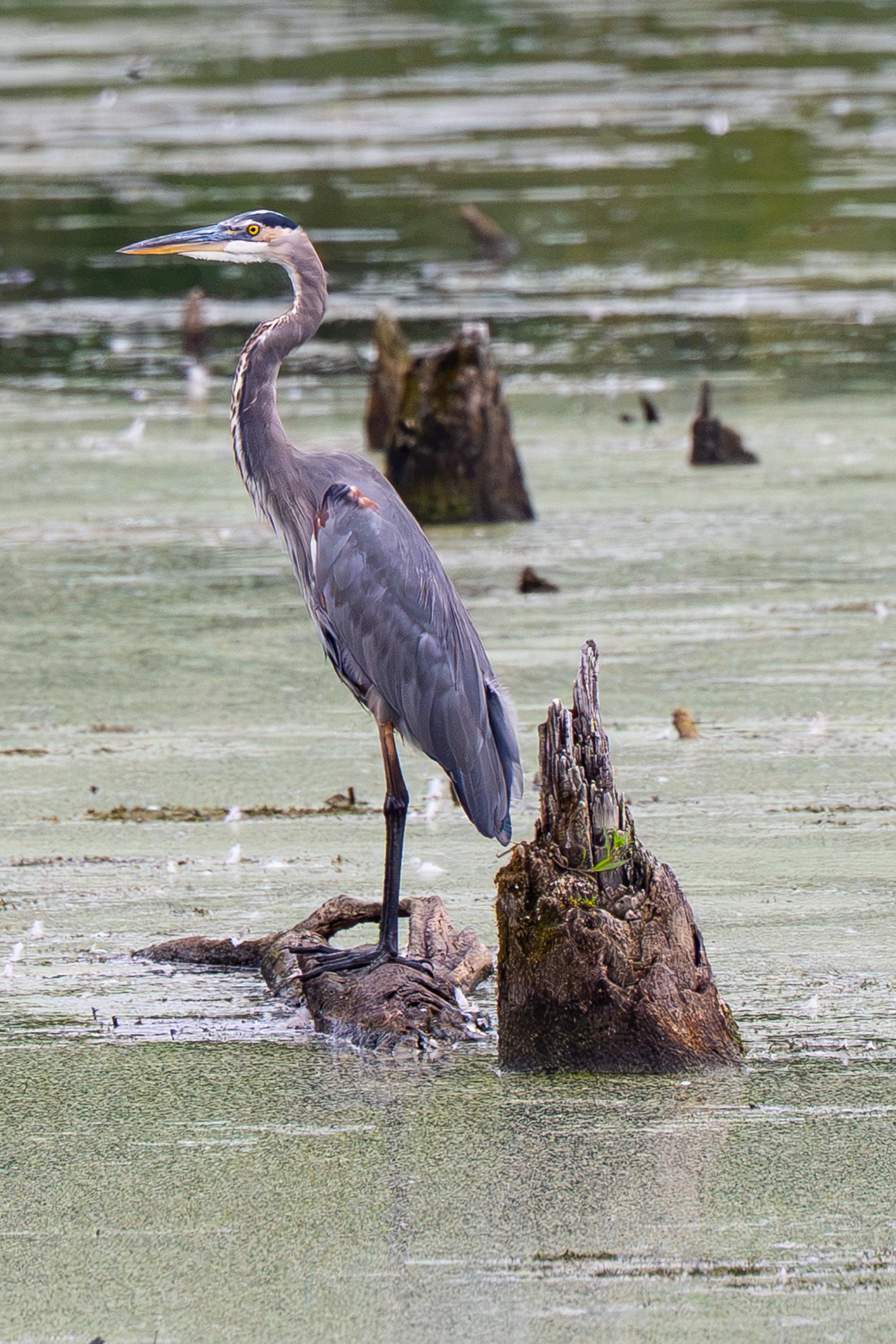 DSC_2783.jpg