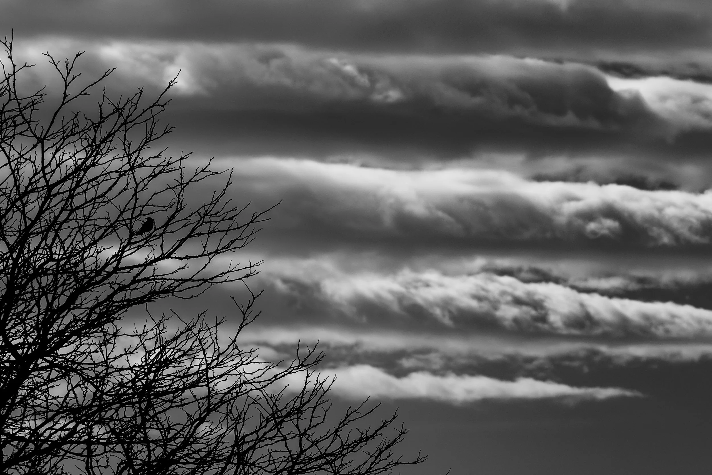 DSC_9879-3.jpg