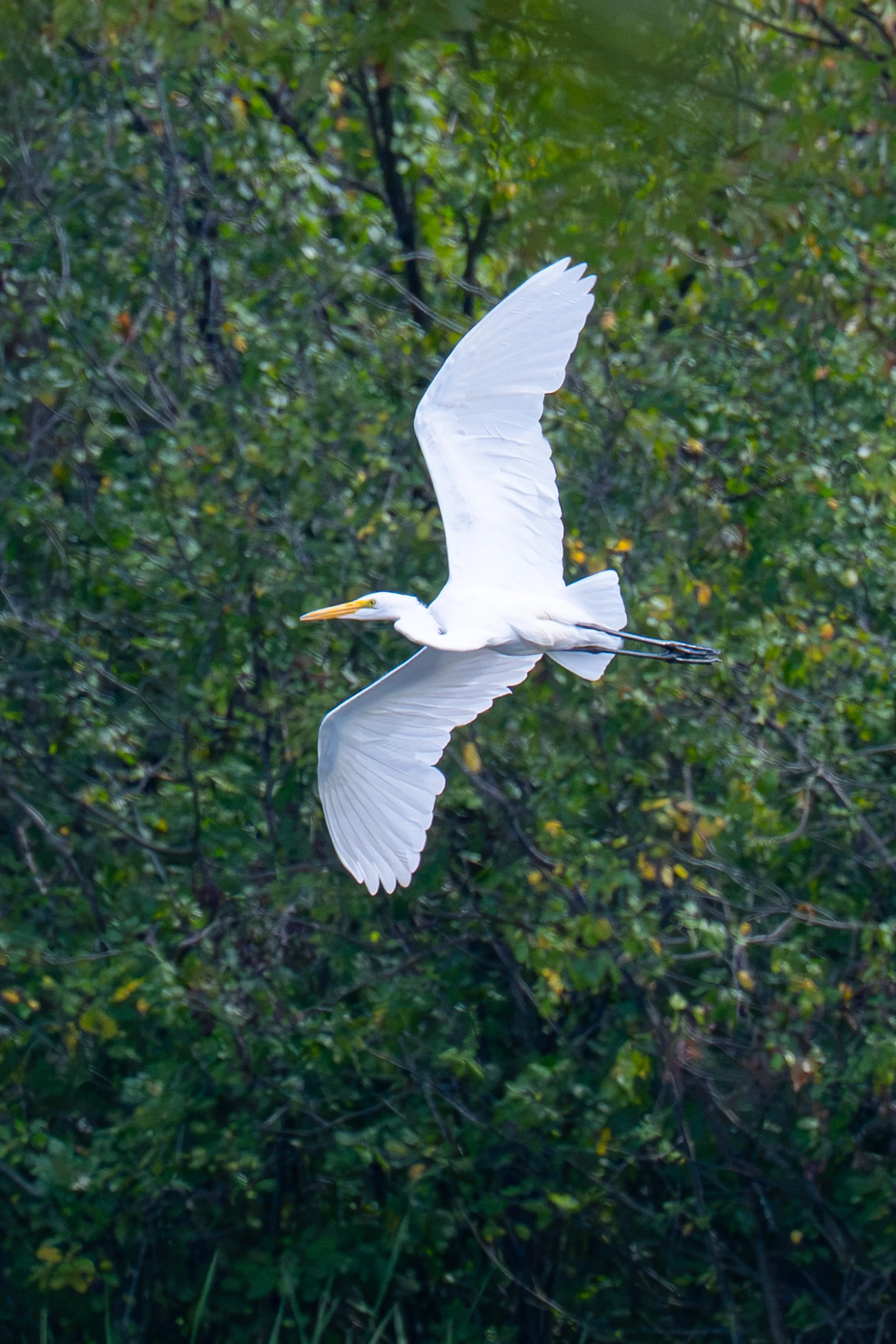 DSC_2794.jpg