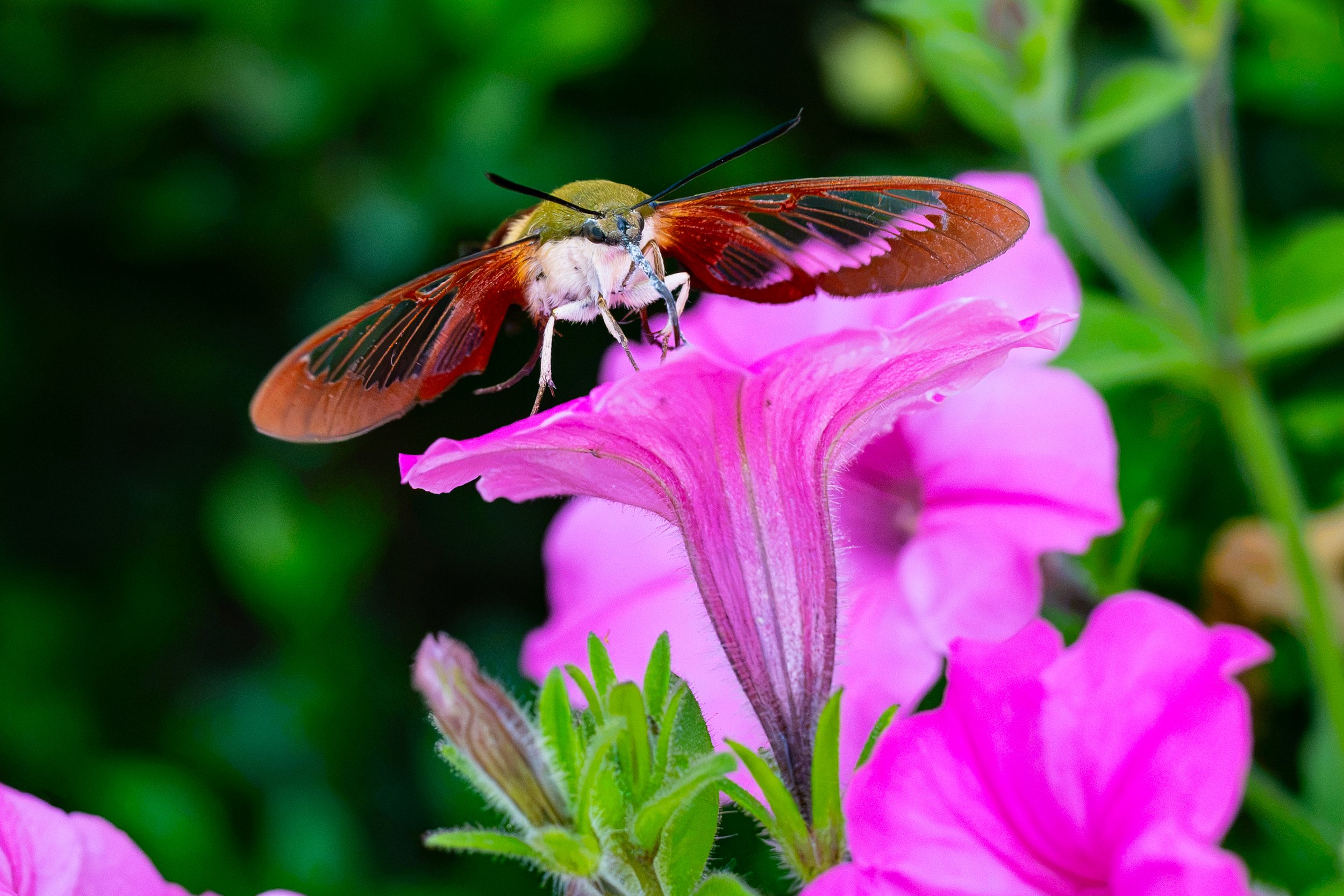 DSC_2515.jpg