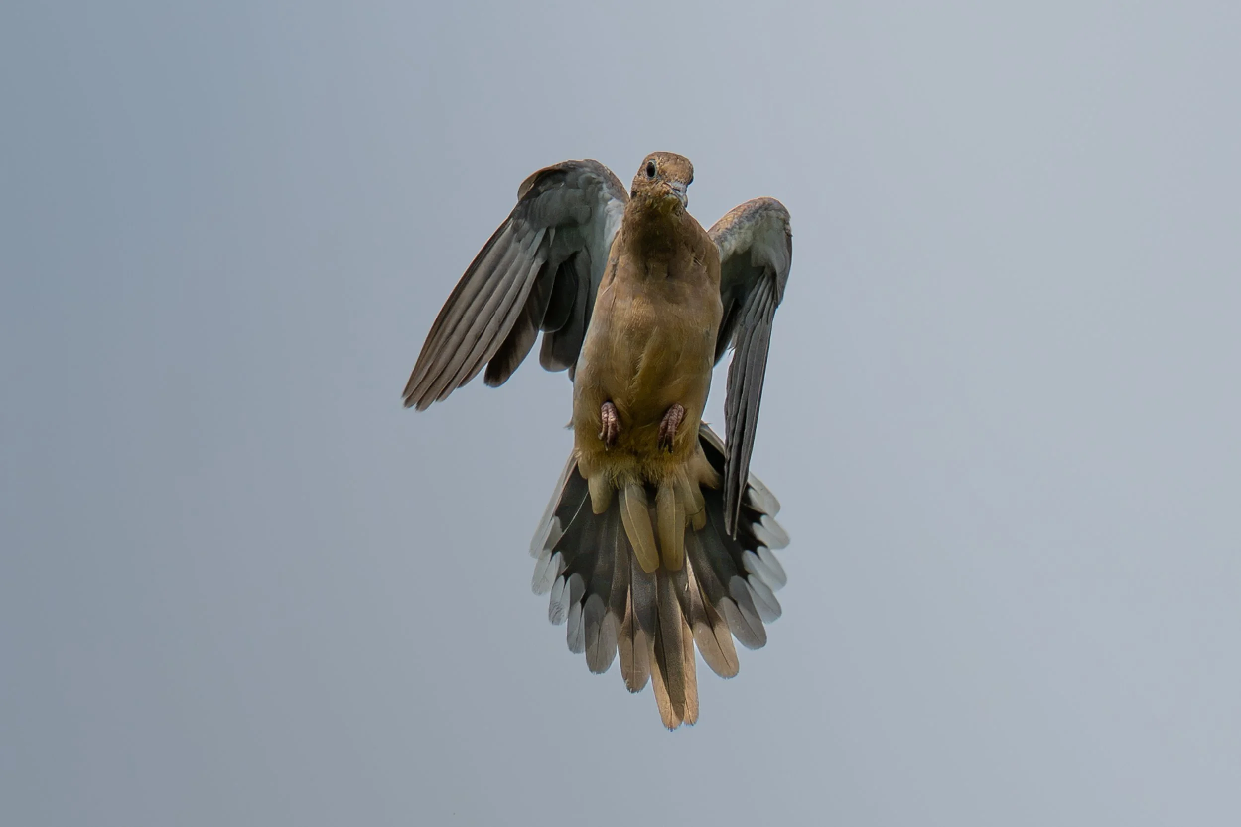 DSC_2726-2.jpg