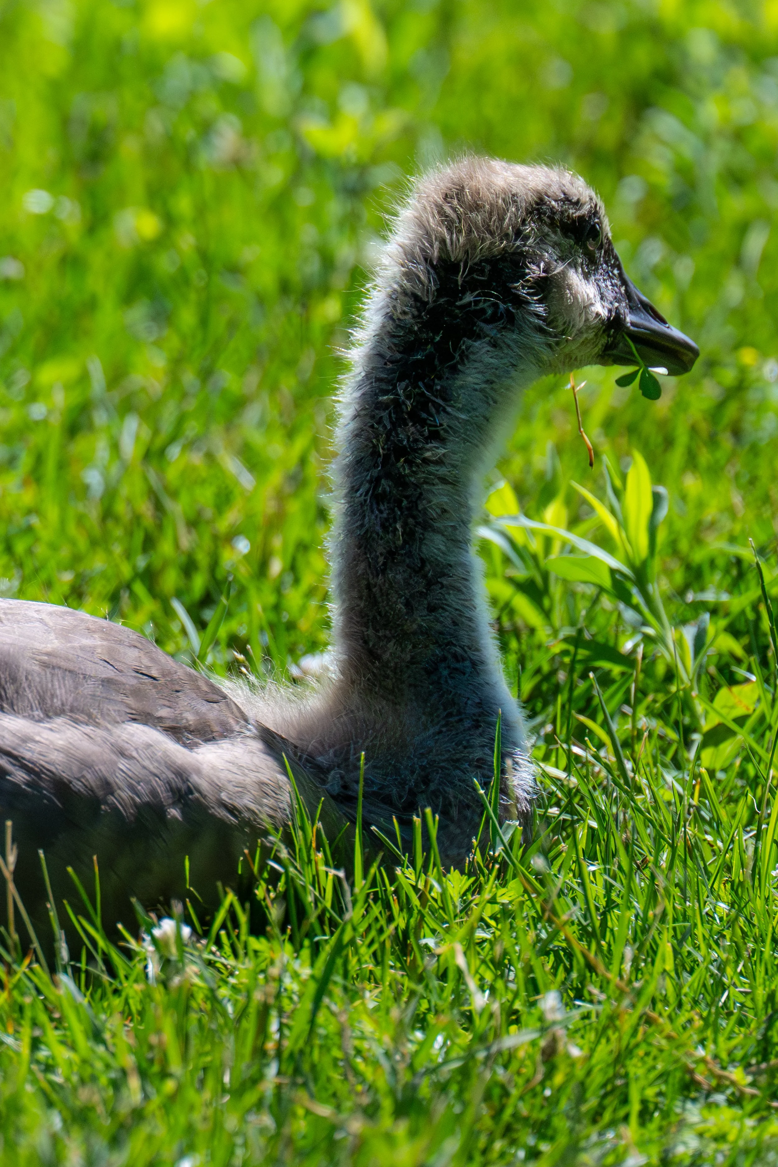 DSC_1935-2.jpg