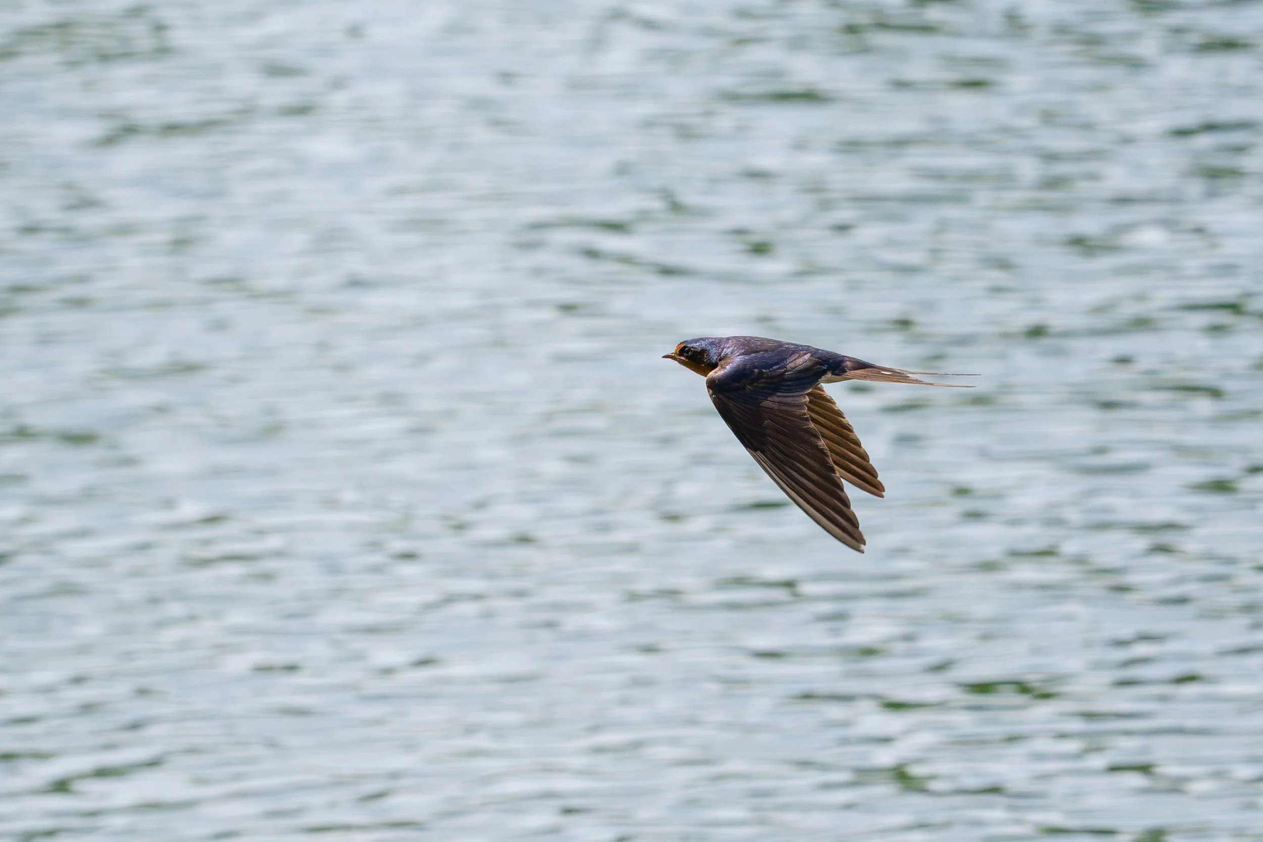 DSC_2122.jpg