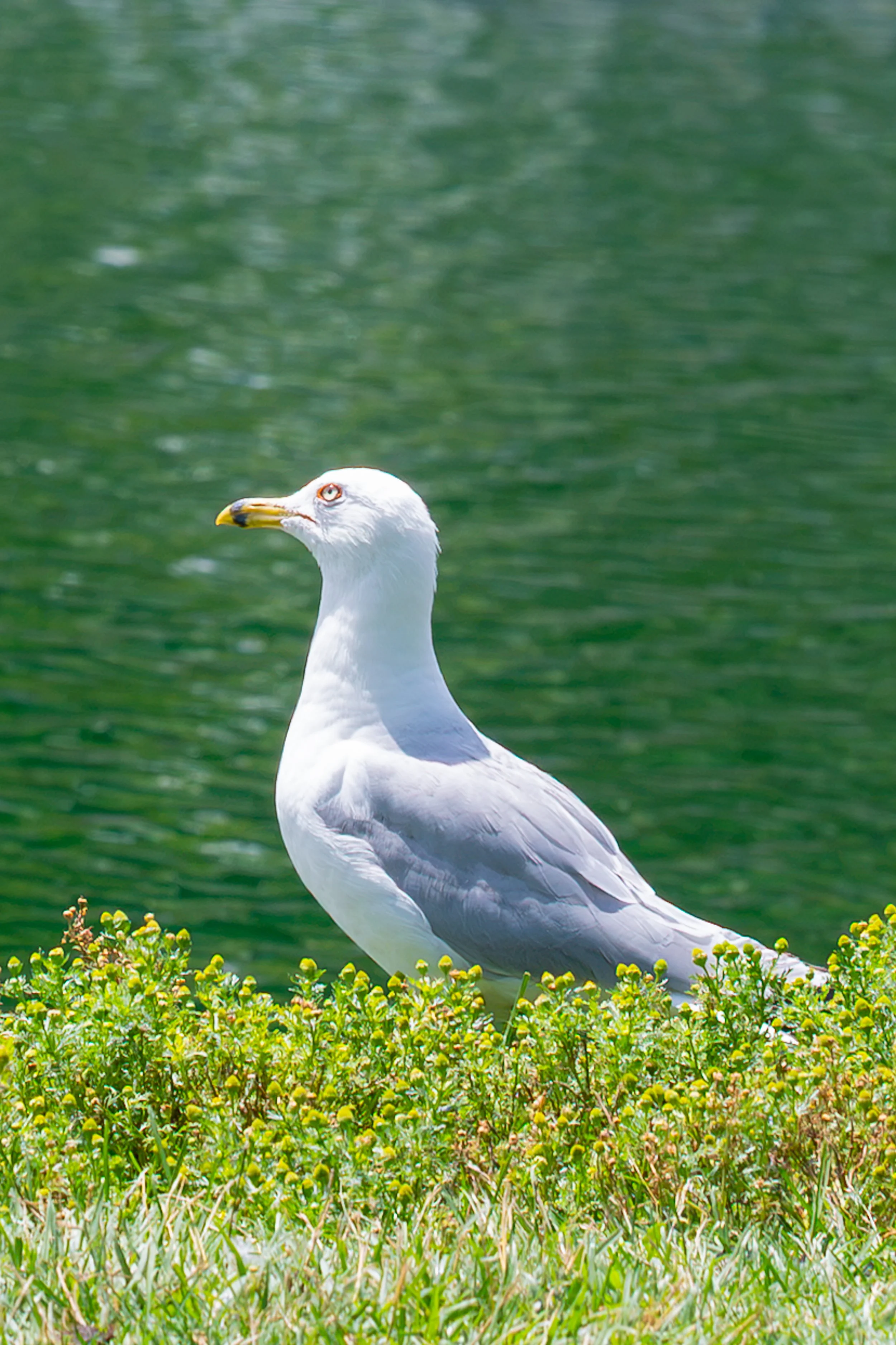 DSC_2108-2.jpg