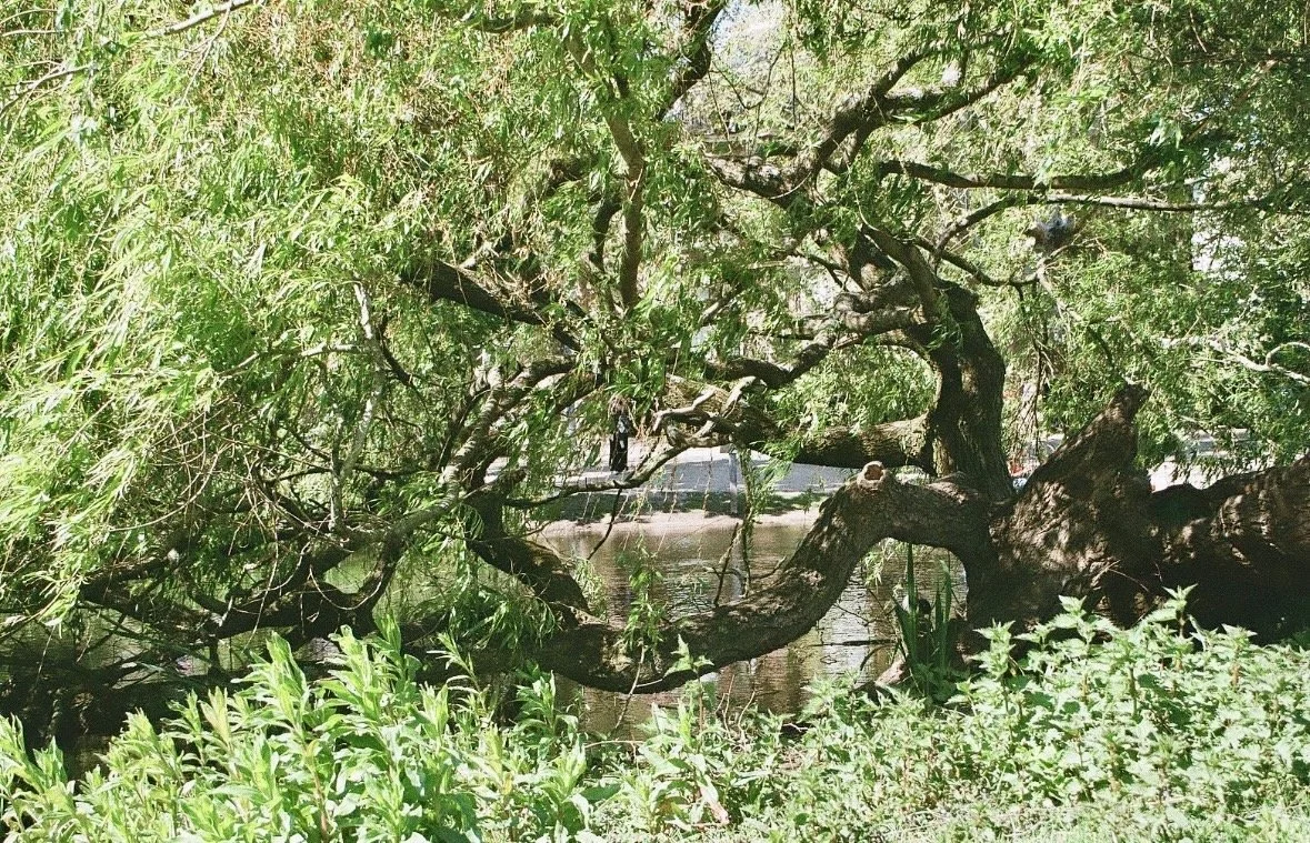 "Untitled" 35 mm Kodak Ultramax