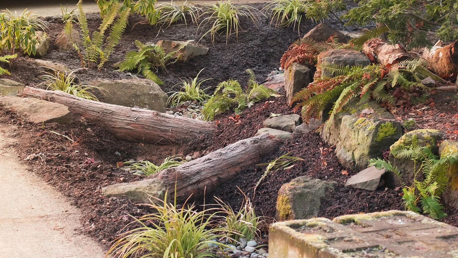 A garden bed with soil, rocks, ferns, and fallen tree logs along a paved pathway.