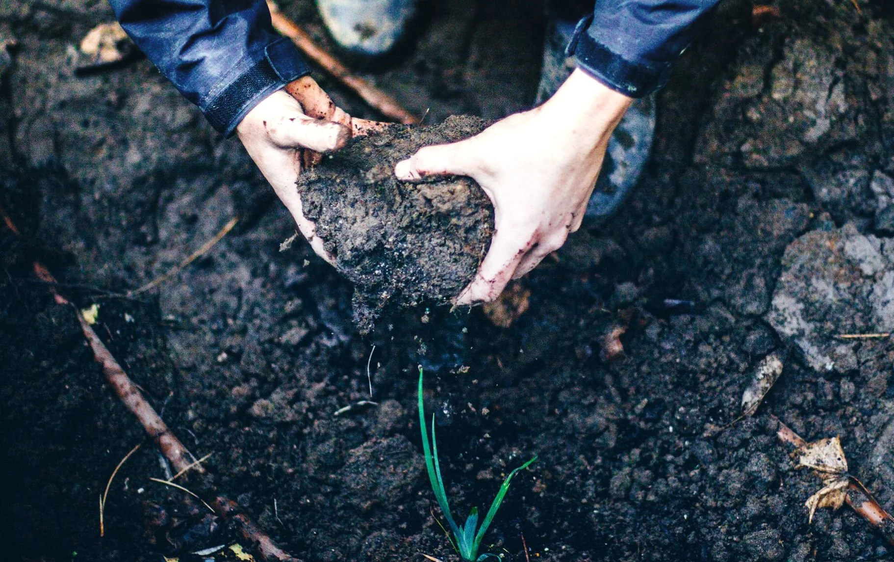 Person planting a small green sprout in dark soil using bare hands.