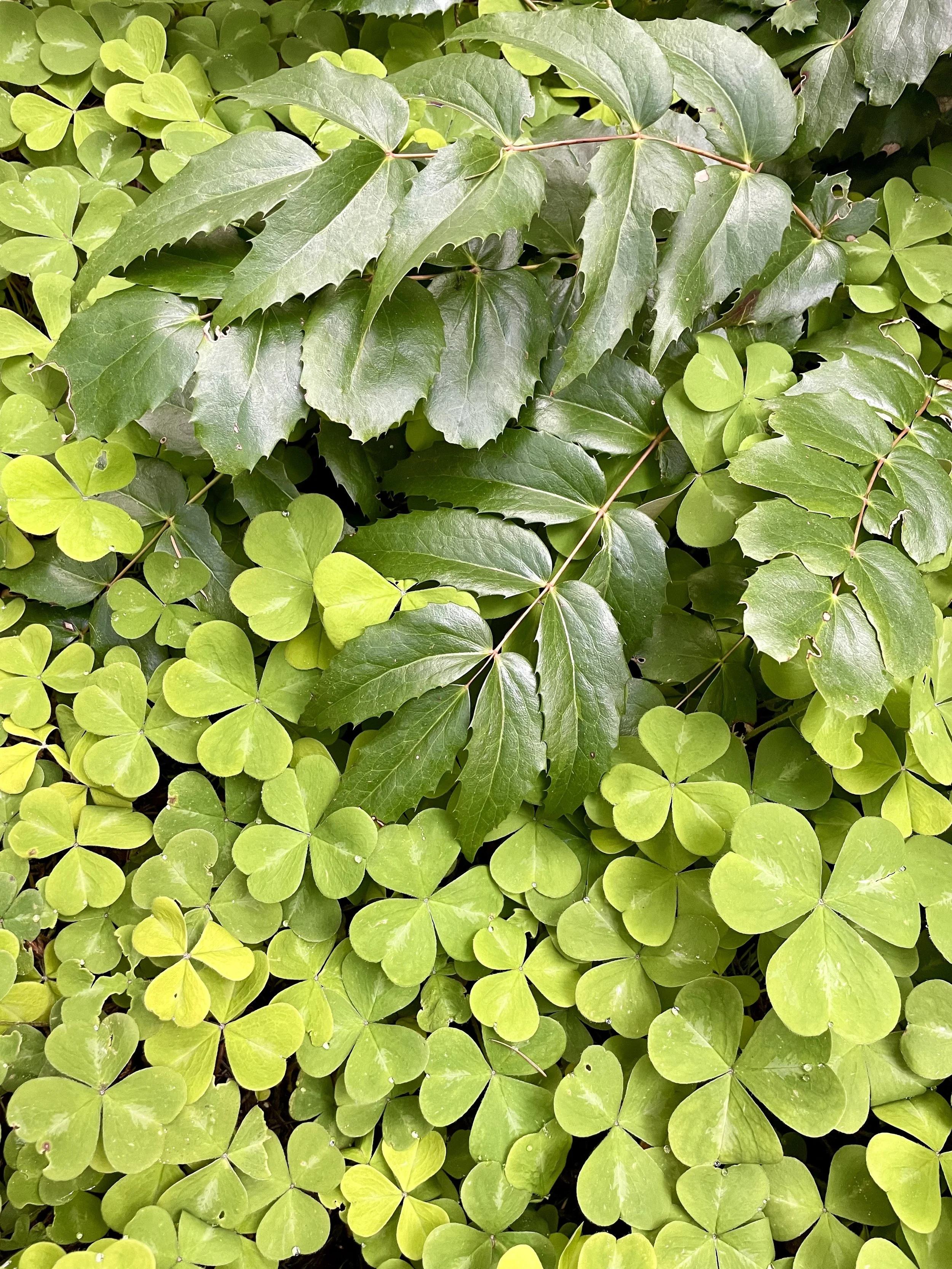 Close-up of green ivy leaves and clover leaves on the ground.
