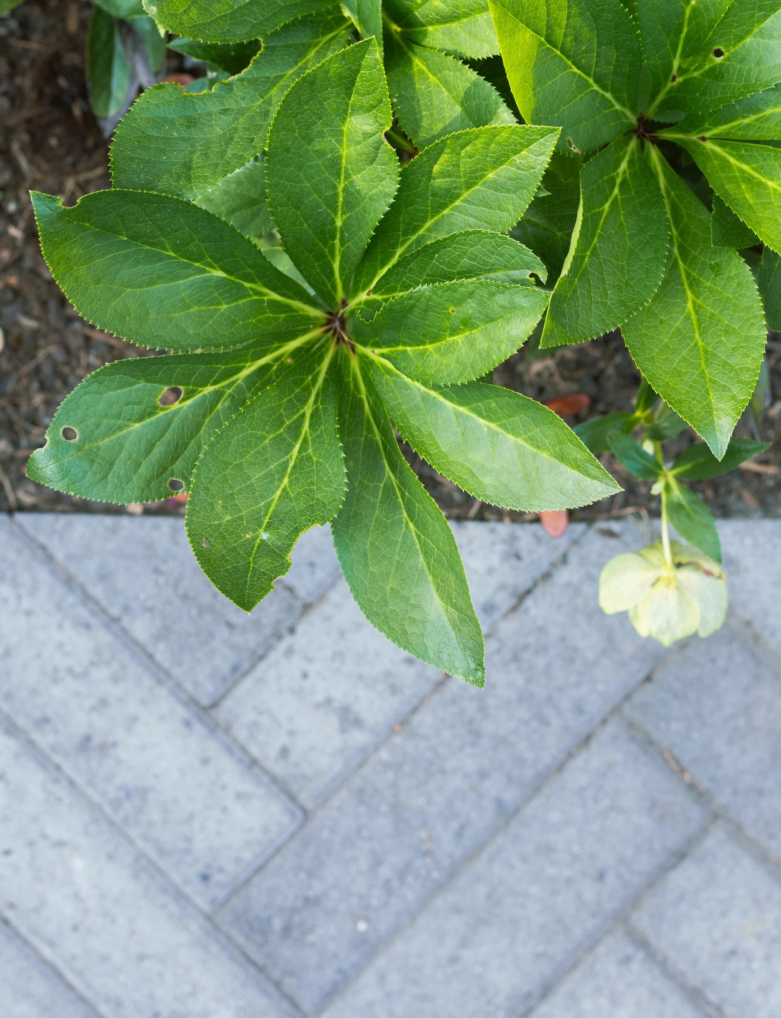 Close-up of green leaves on a plant, with some leaves showing small holes, next to a paved walkway.