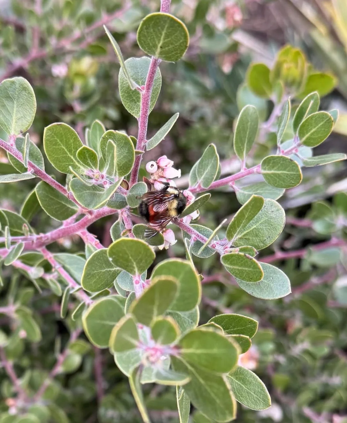 A bee collecting nectar from pink and white flowers on a green, leafy shrub with oval-shaped leaves.