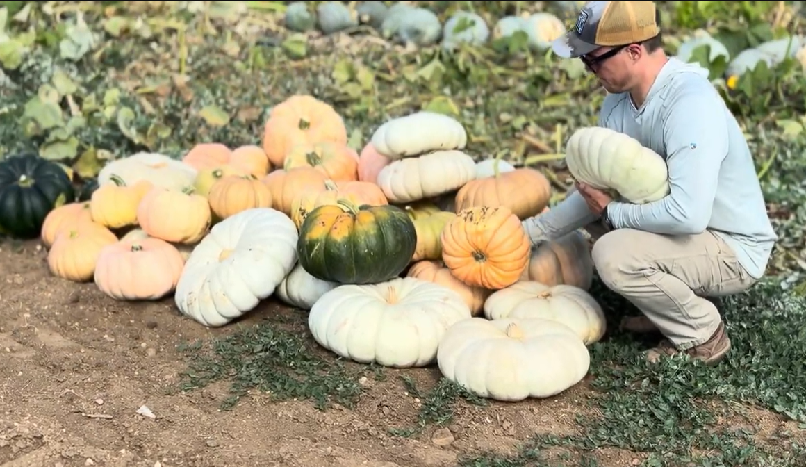 Something from the Farm