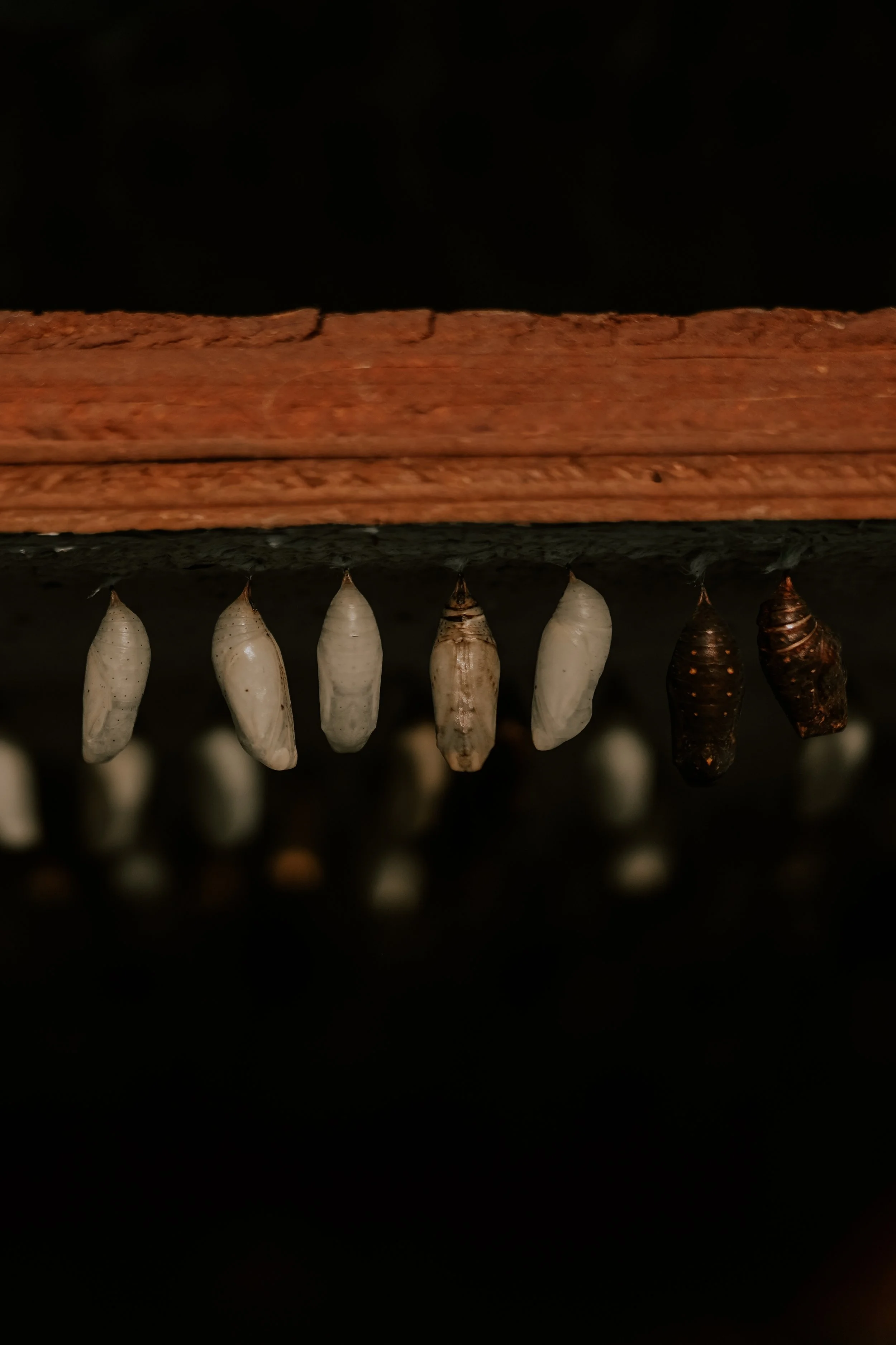 DSC07334.jpg