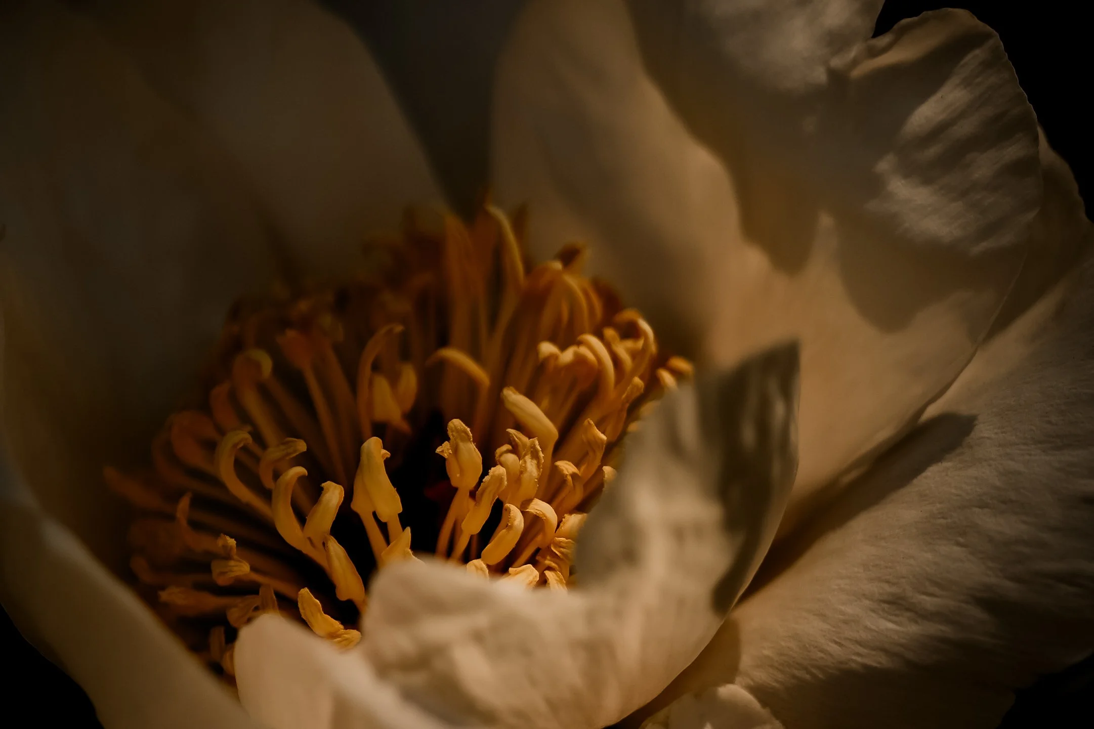 DSC07500-2.jpg