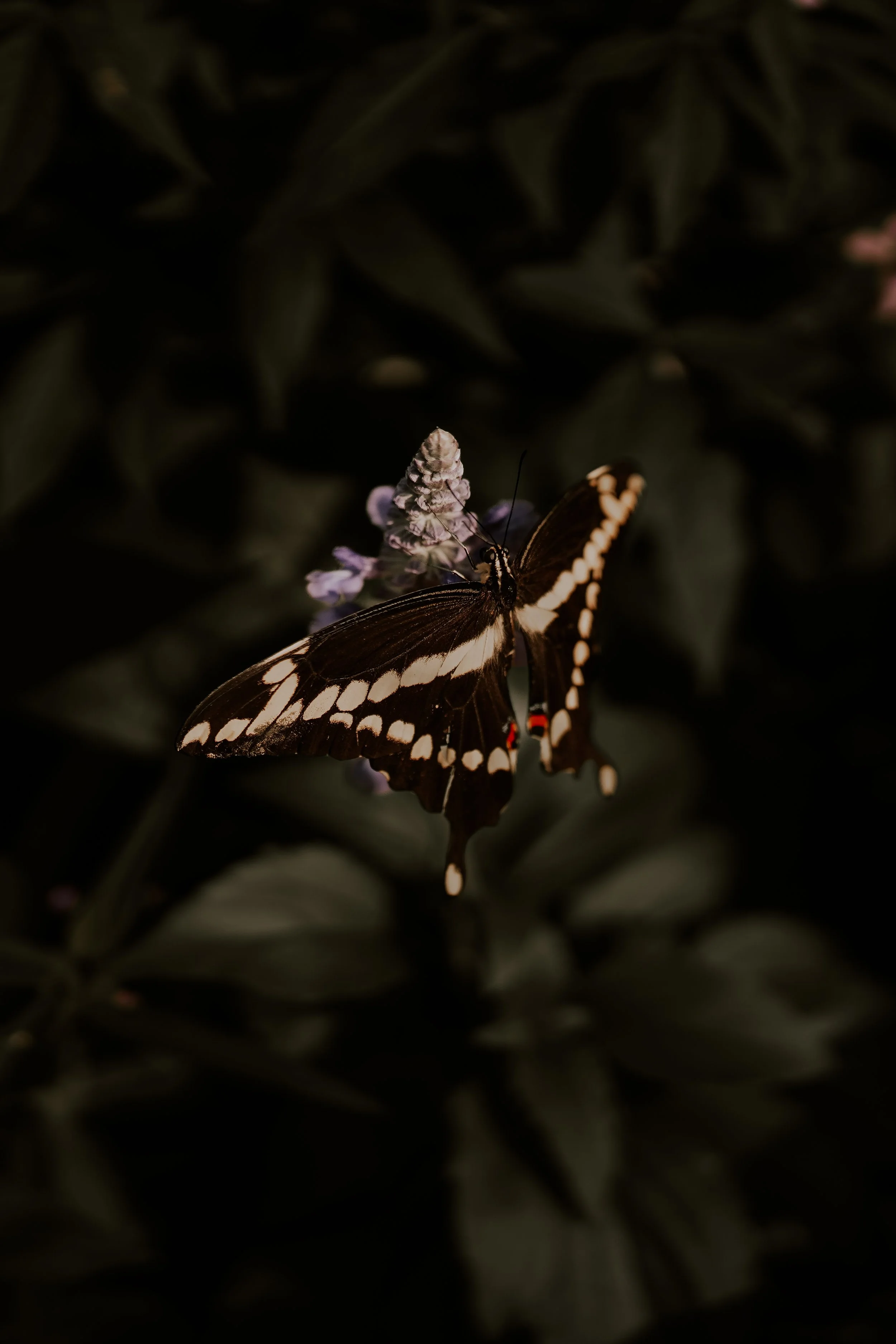 DSC07220.jpg