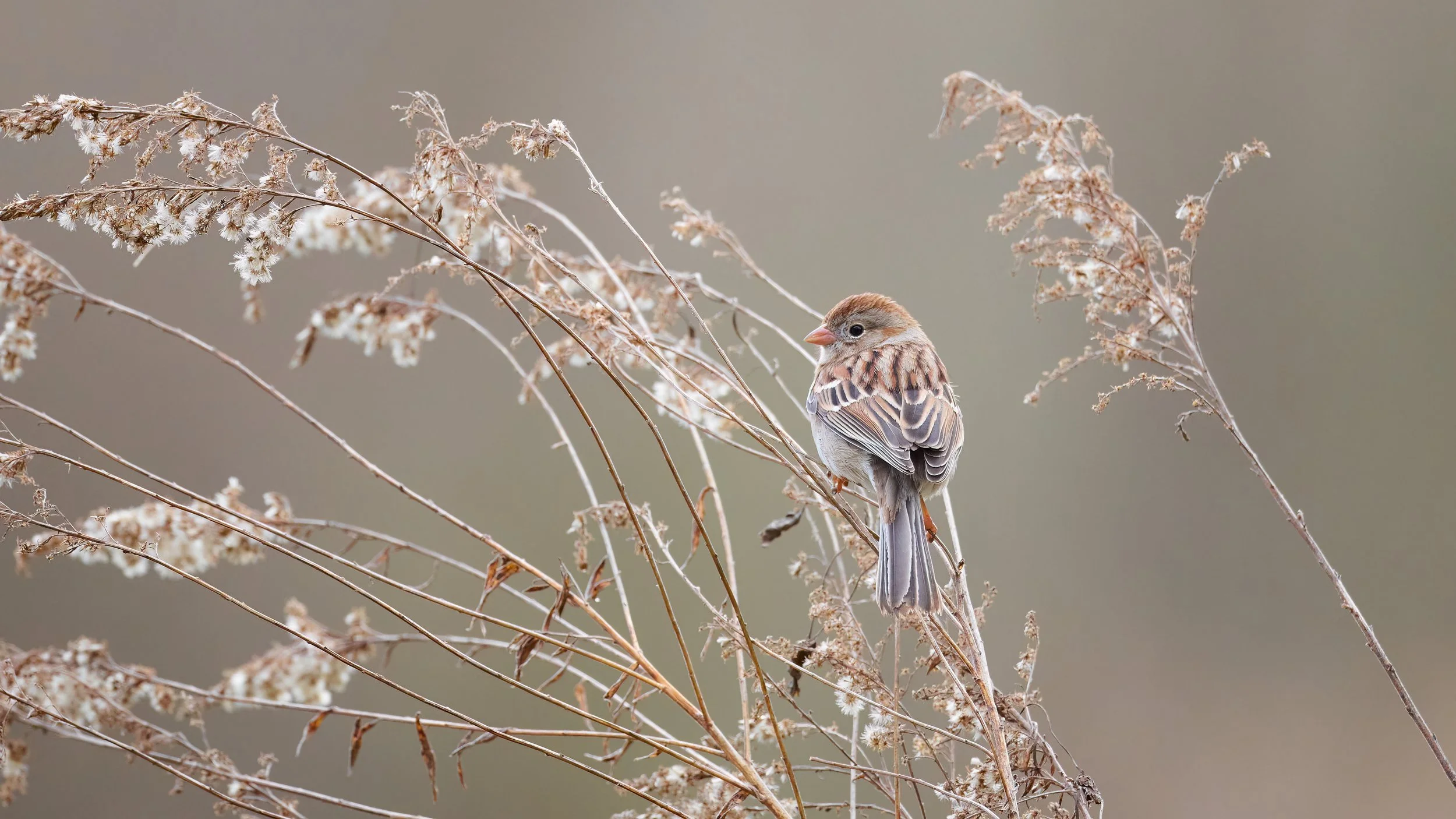 _DSC9471-topaz-denoise_sq.jpg