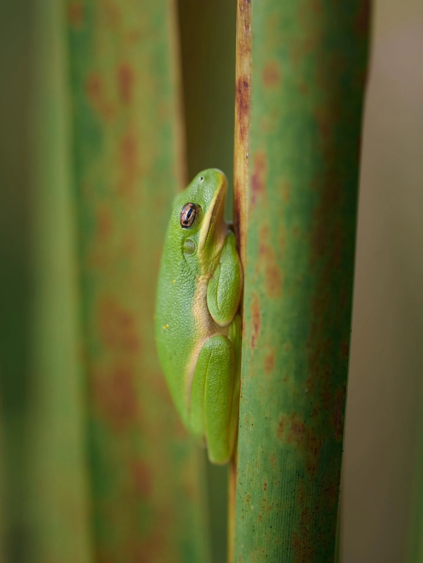 More tree frogs 🐸