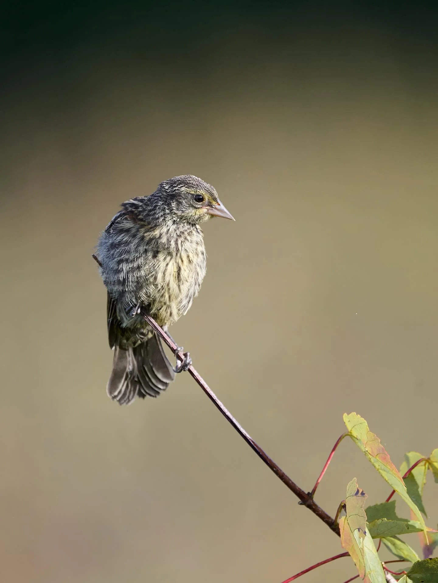 Female (and/or juvenile) Red-winged Blackbird