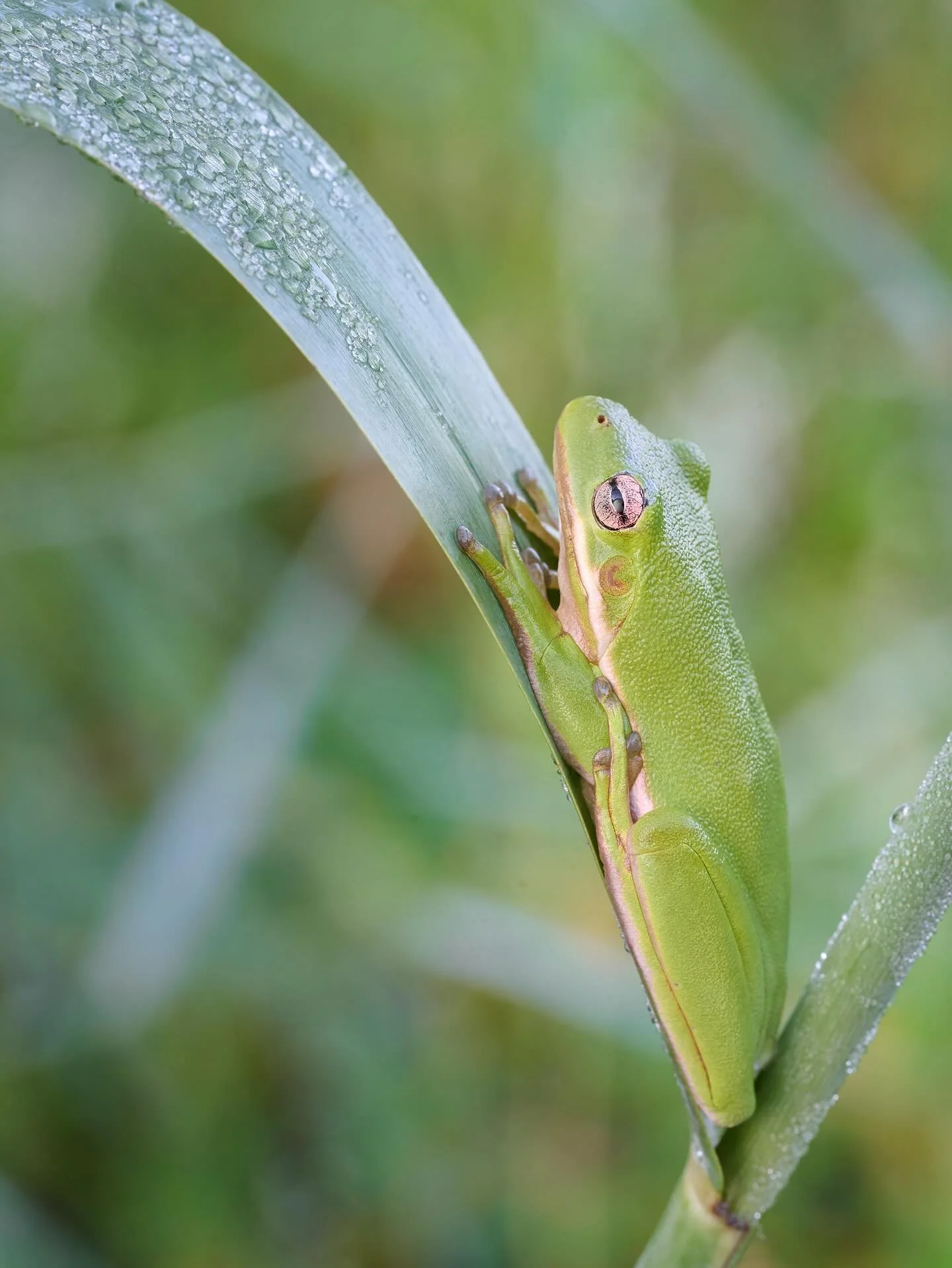 More 🐸 photos. I think this might be the theme for this year&rsquo;s photo book&hellip;..
