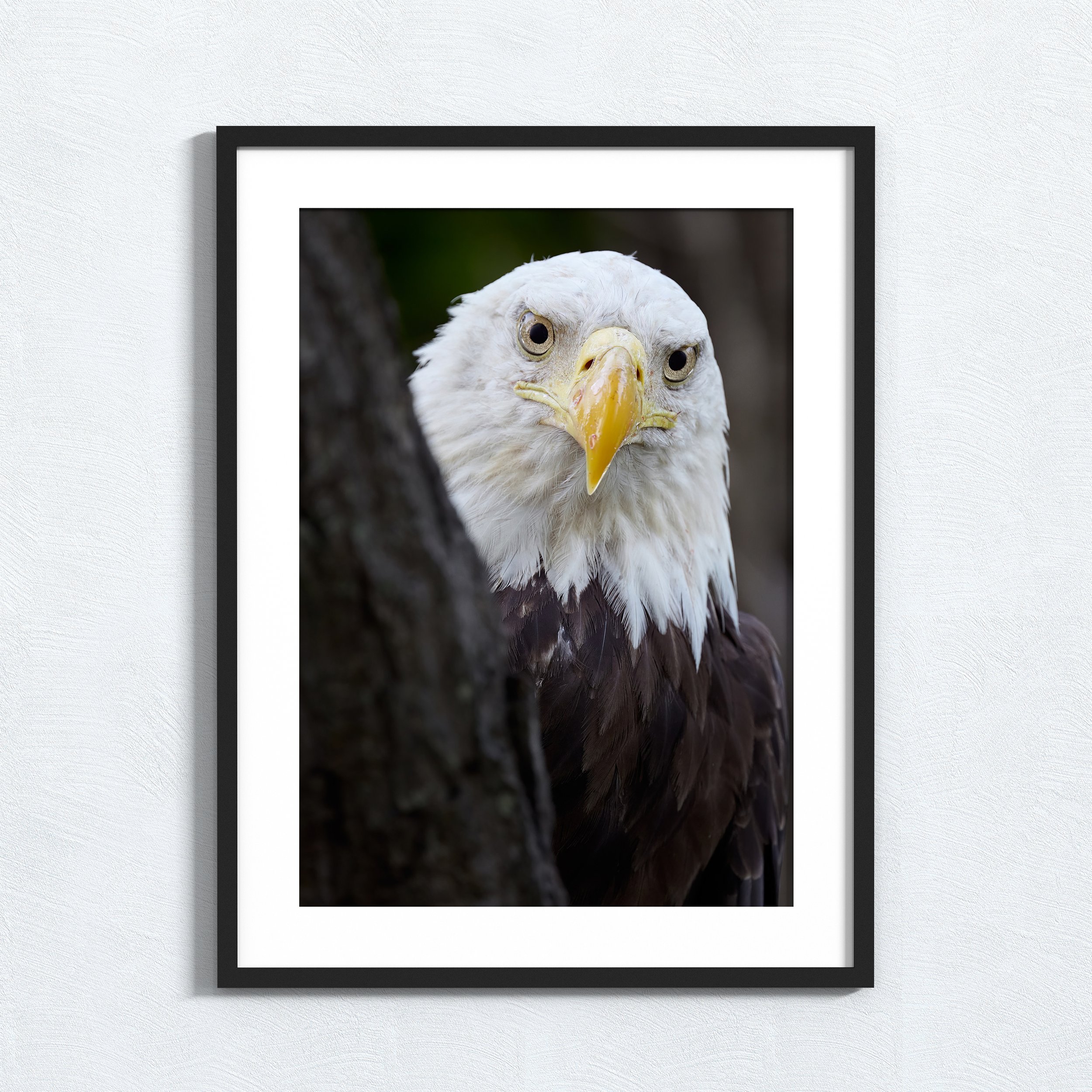 Bald Eagle - (Fine Art Print)