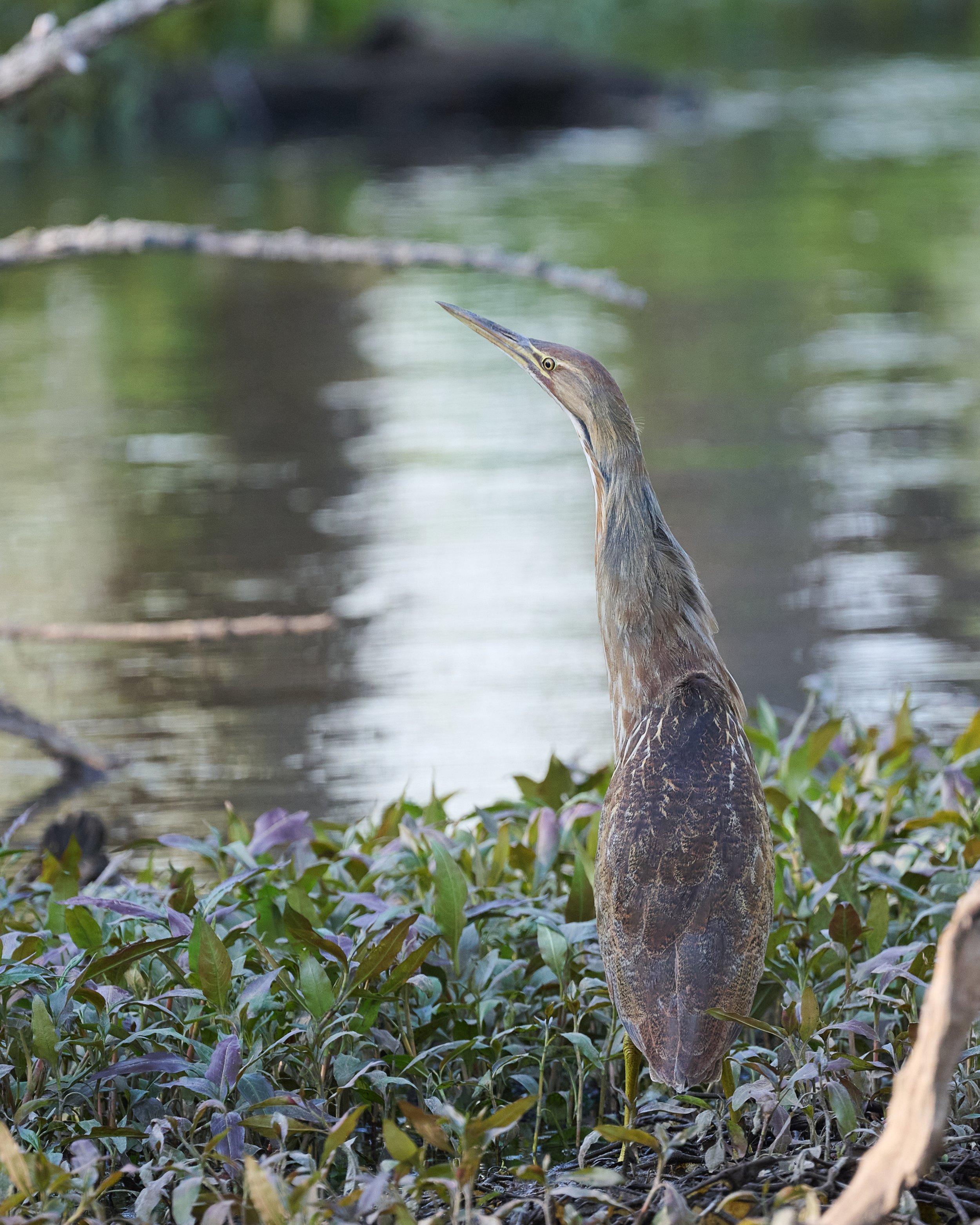 American Bittern