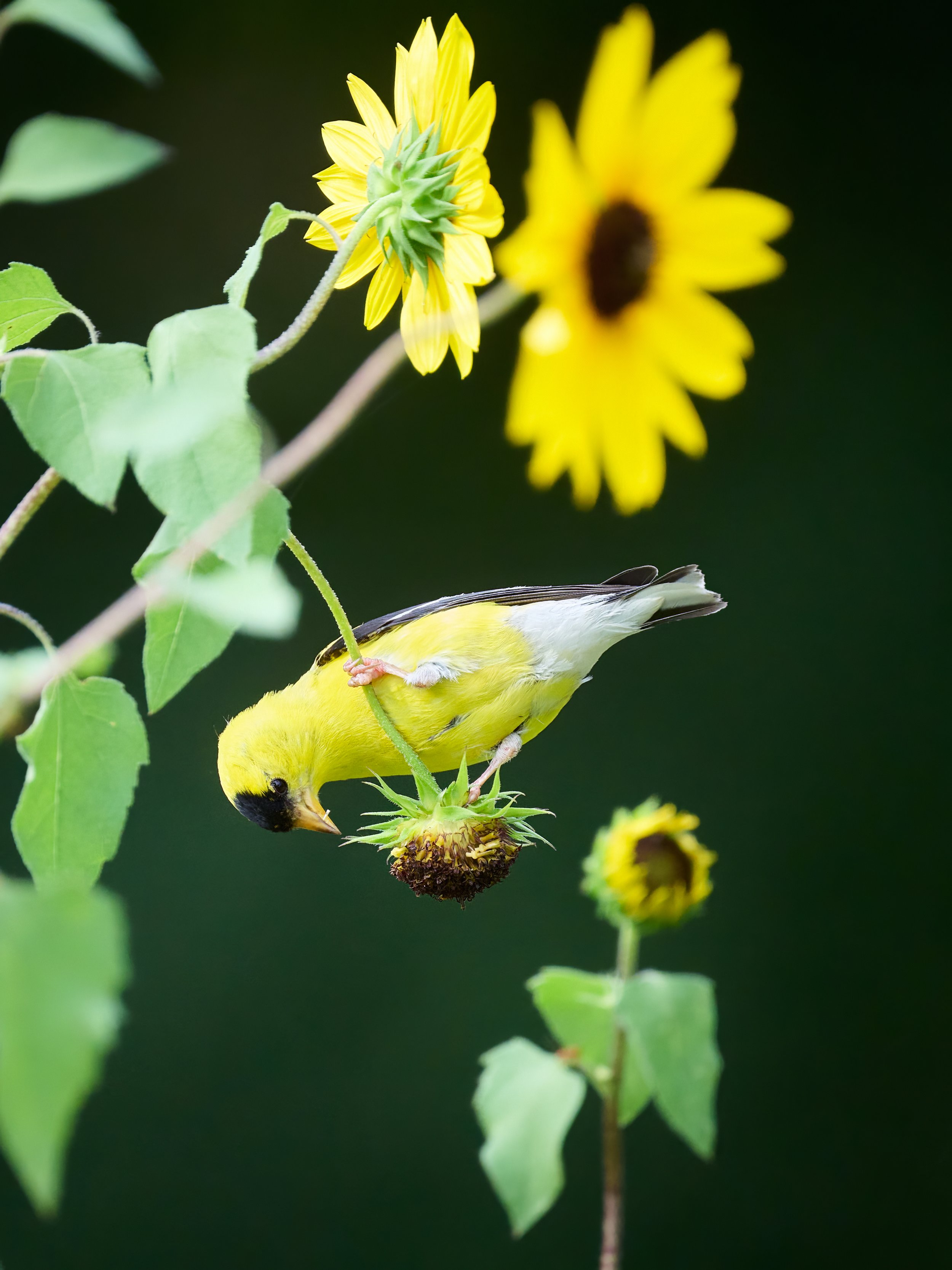 _DSC2167 2 1-topaz-denoise-sharpen.jpg